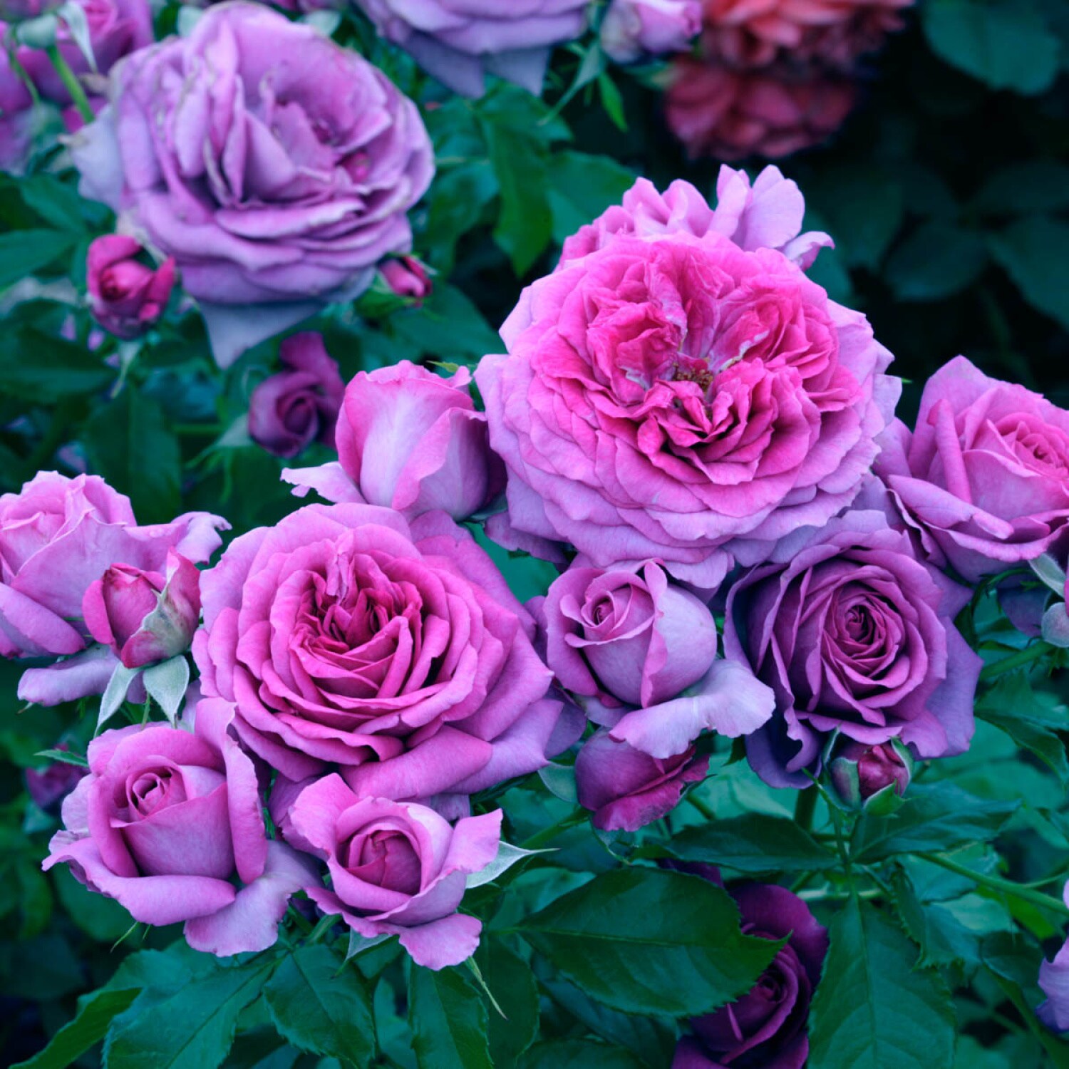 Spring Hill Nurseries 93480 roses - View #2
