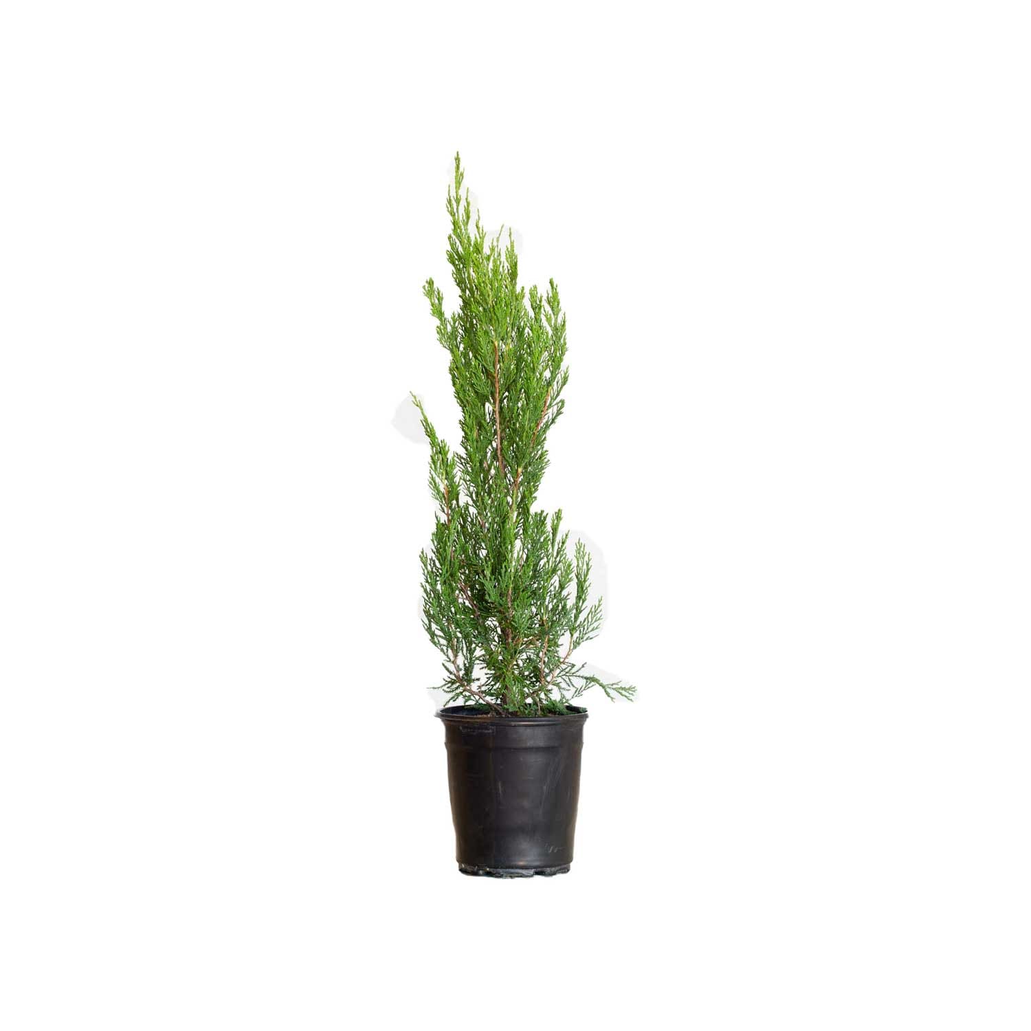 Flowerwood 3402Q-1 2.5 -Quart Screening Spartan Juniper In pot (with soil)