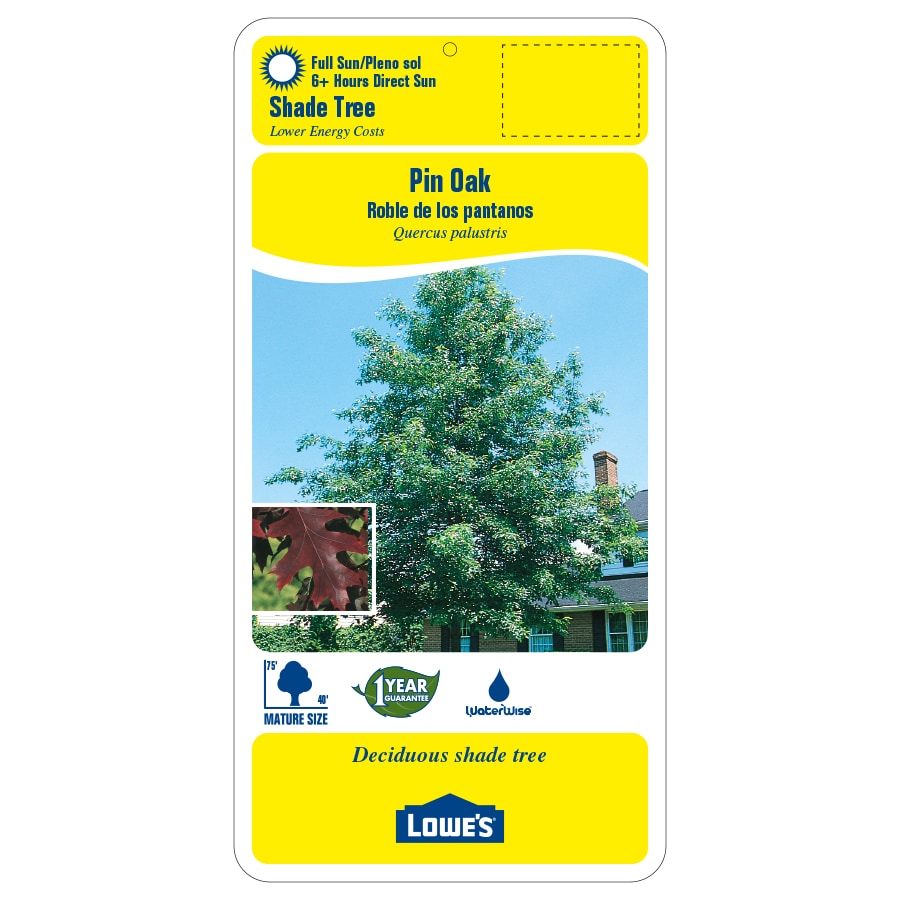 Lowe's NURSERY trees - View #2