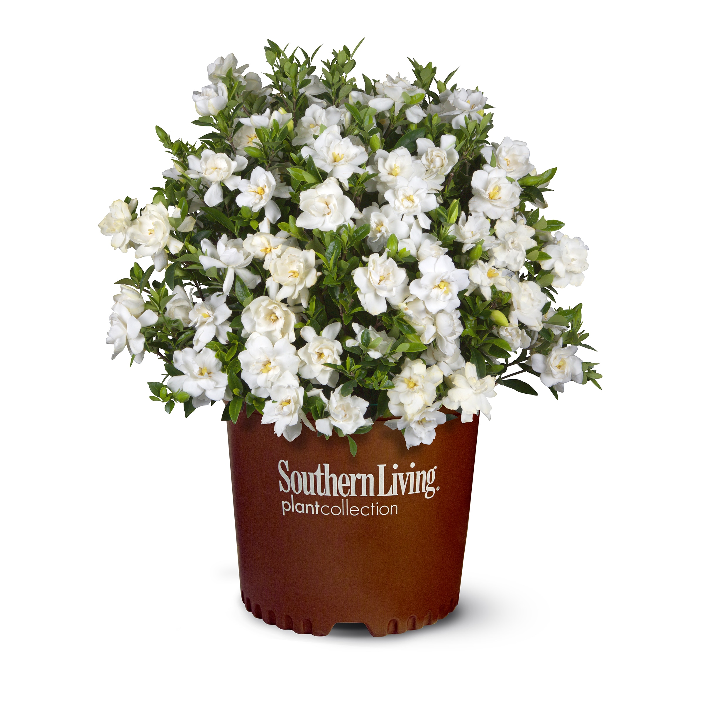 Southern Living Plant Collection 2.5 -Quart Jubilation Gardenia Flowering Shrub with White Blooms 1 -Pack