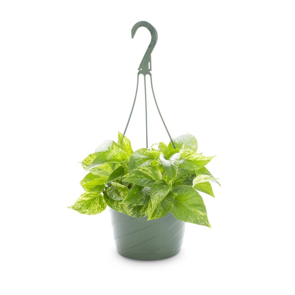 Lowe's NURSERY Green Foliage Hanging Basket House plant in 3 Quart(s) Hanging basket 1 -Pack