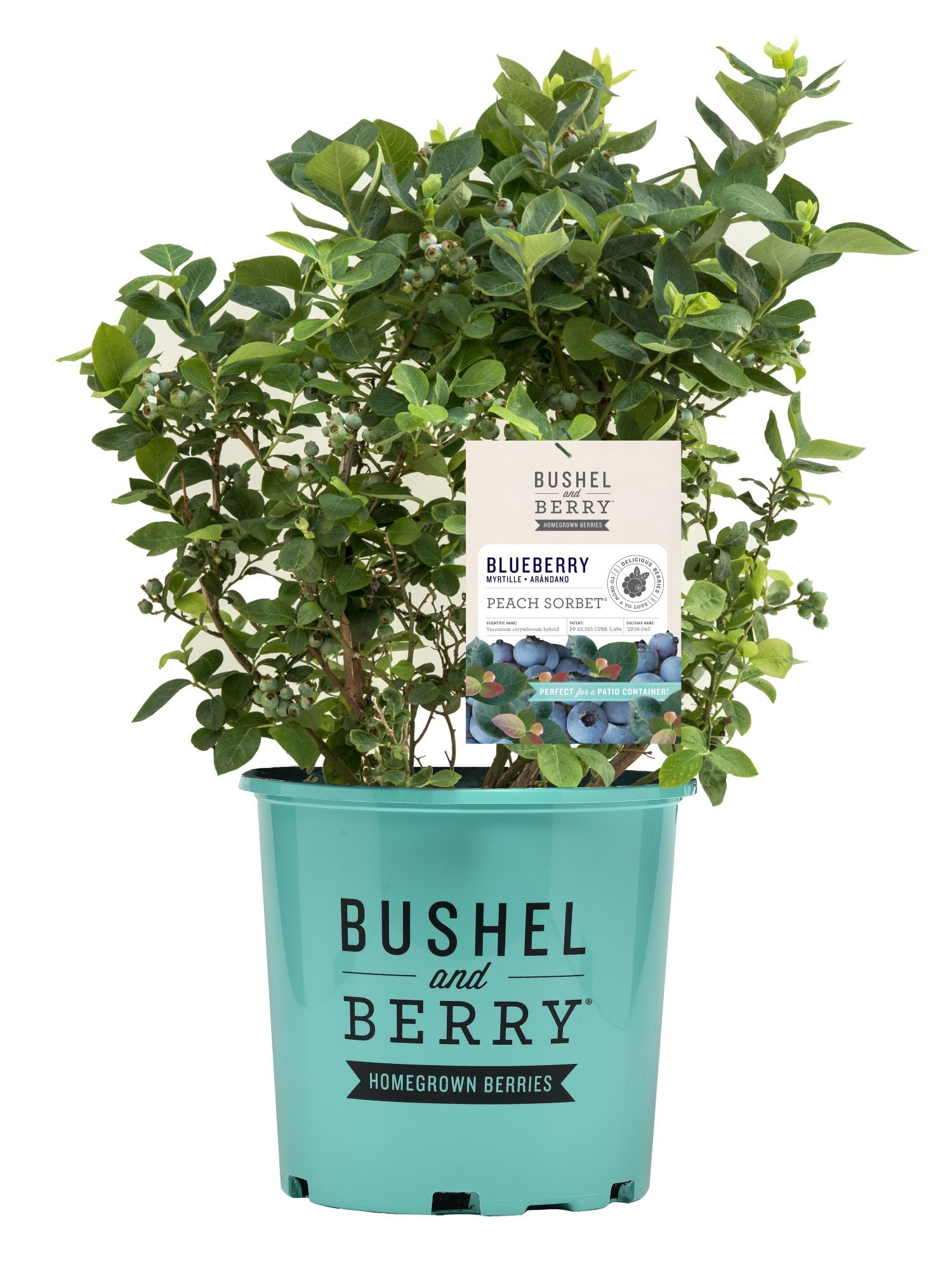 Bushel and Berry Raspberry Plant Pot Blooms in Spring
