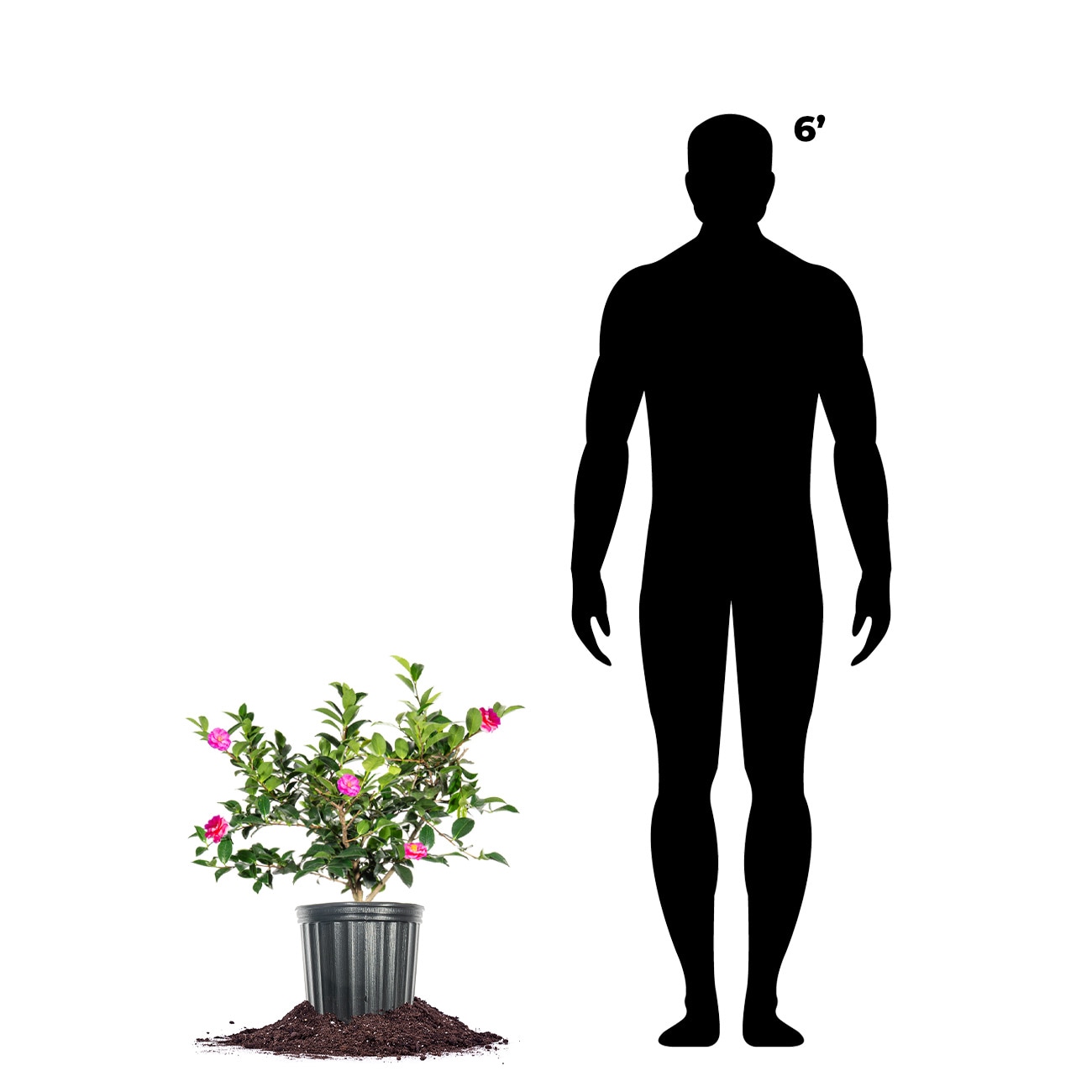 Perfect Plants LOSHISHICAMELLIA3G shrubs - View #4