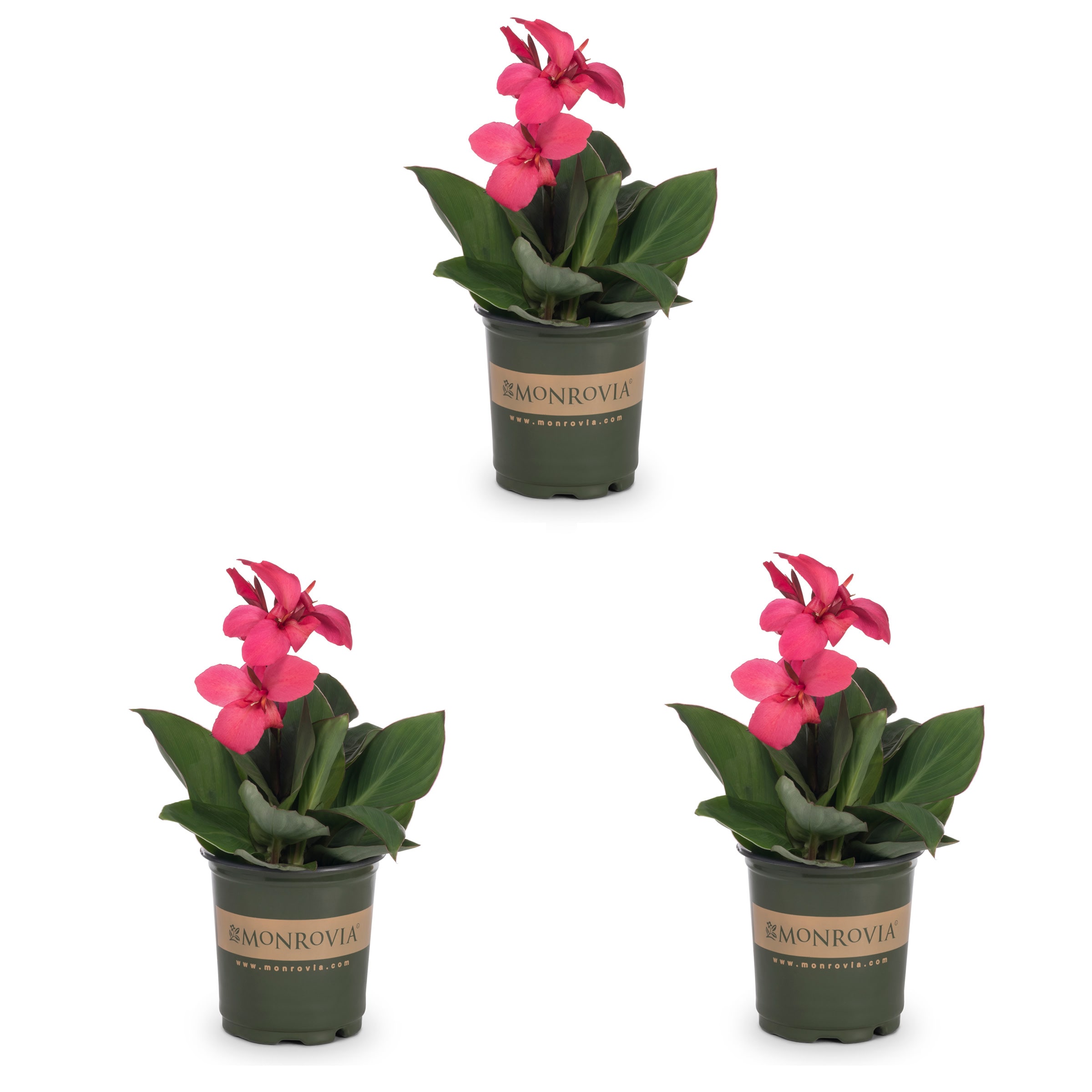 Monrovia 79150 Pink Canna Cannova in 2 Quart(s) Pot 3 -Pack