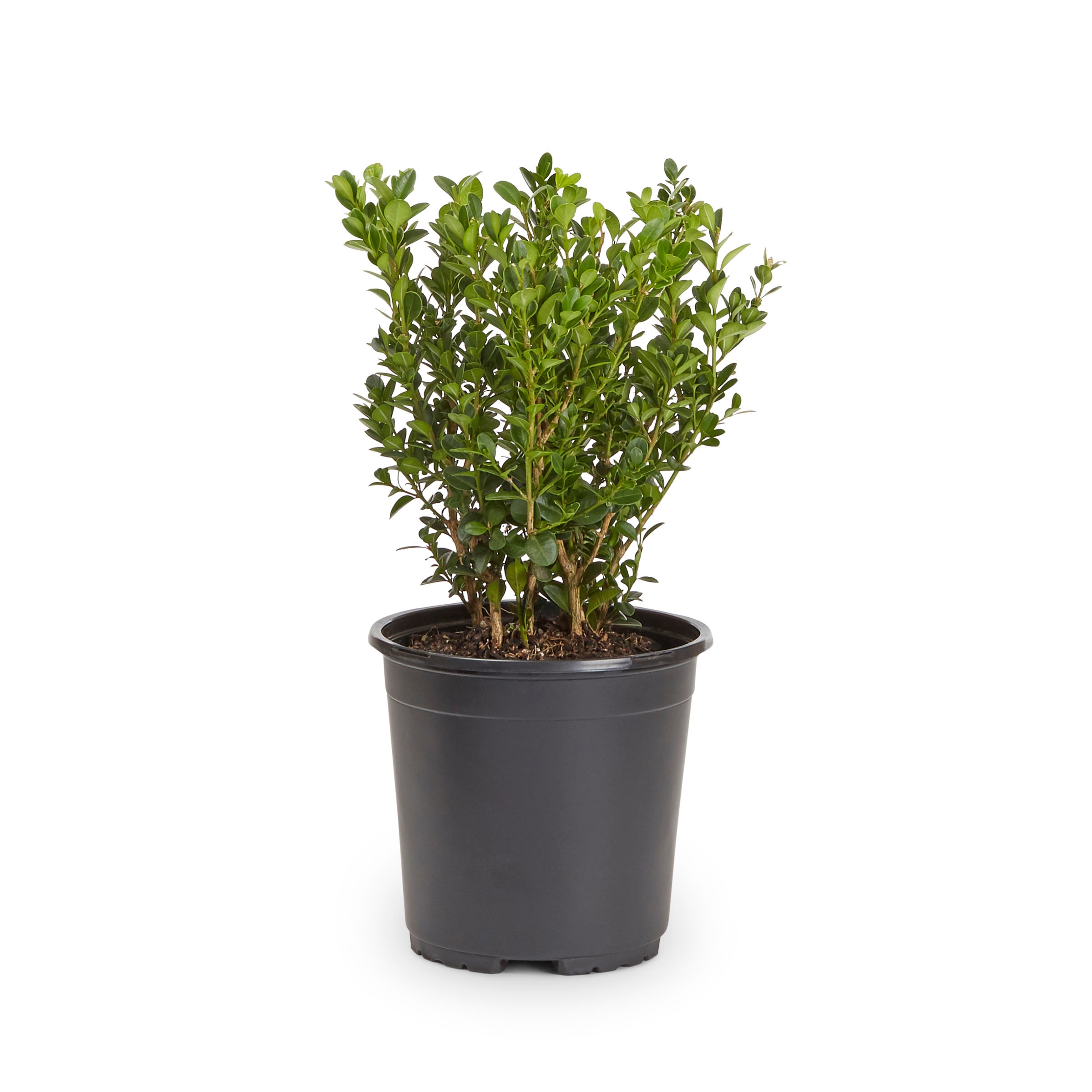Lowe's 0617Q Boxwood Shrub in 2.5 -Quart