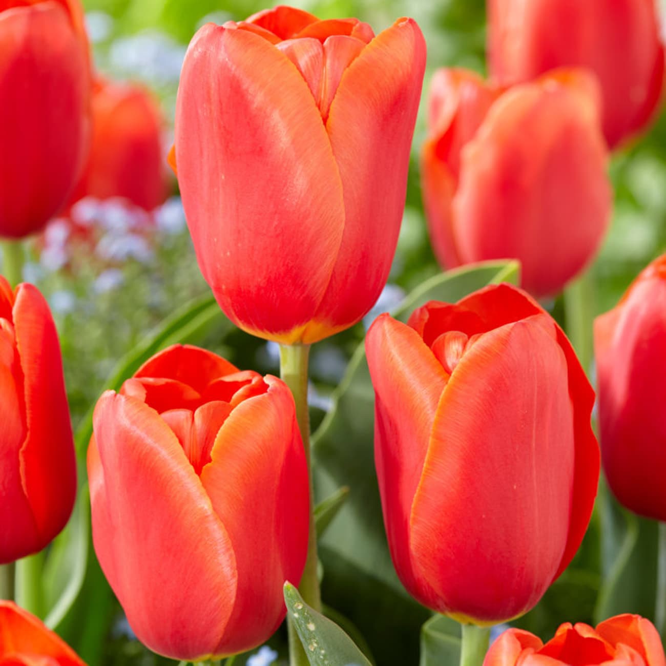 Van Zyverden 87029 Multicolor Tulips Orange Juice Bulbs 12 Count