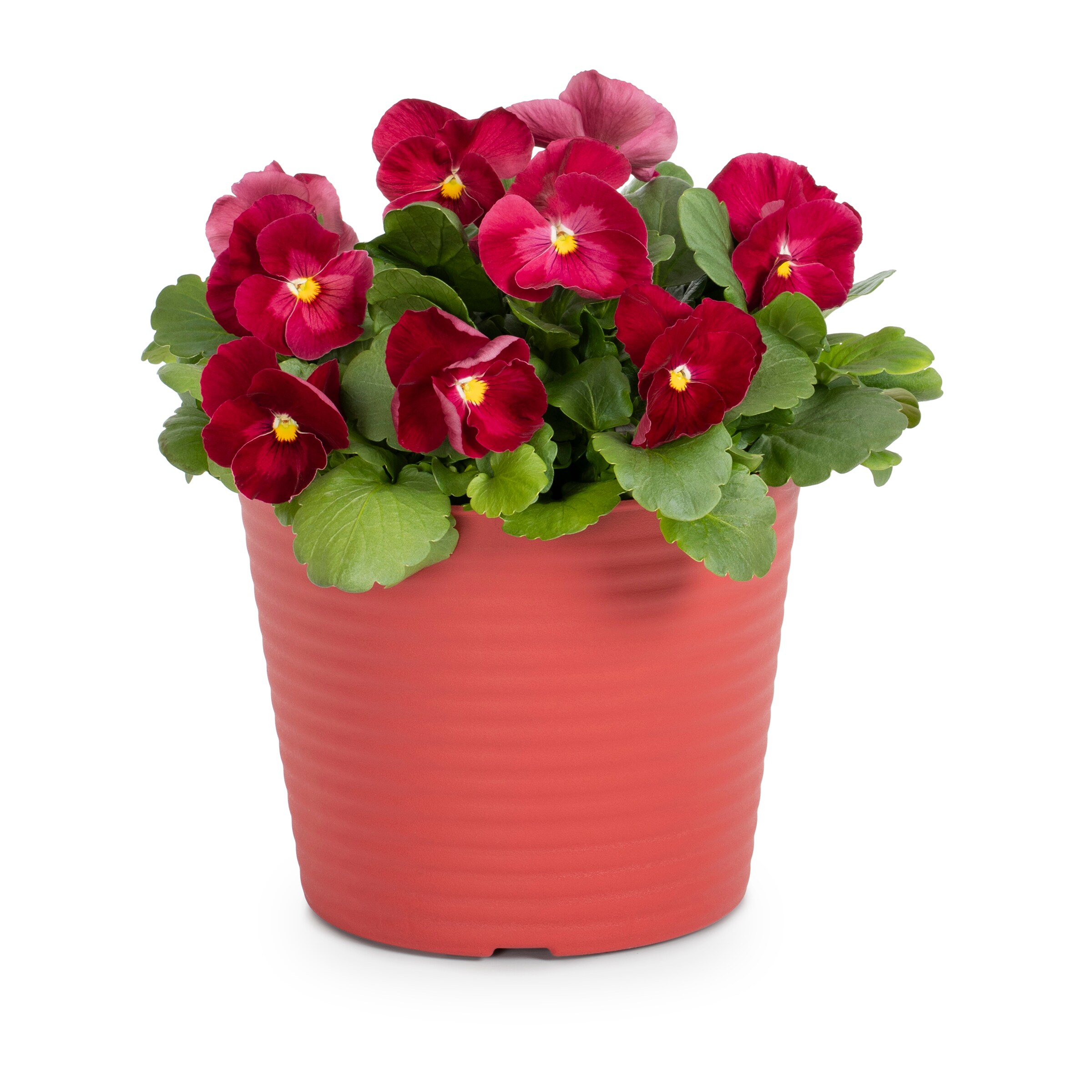 Lowe's Multicolor Pansy in 2.5-Quart Pot in the Annuals department