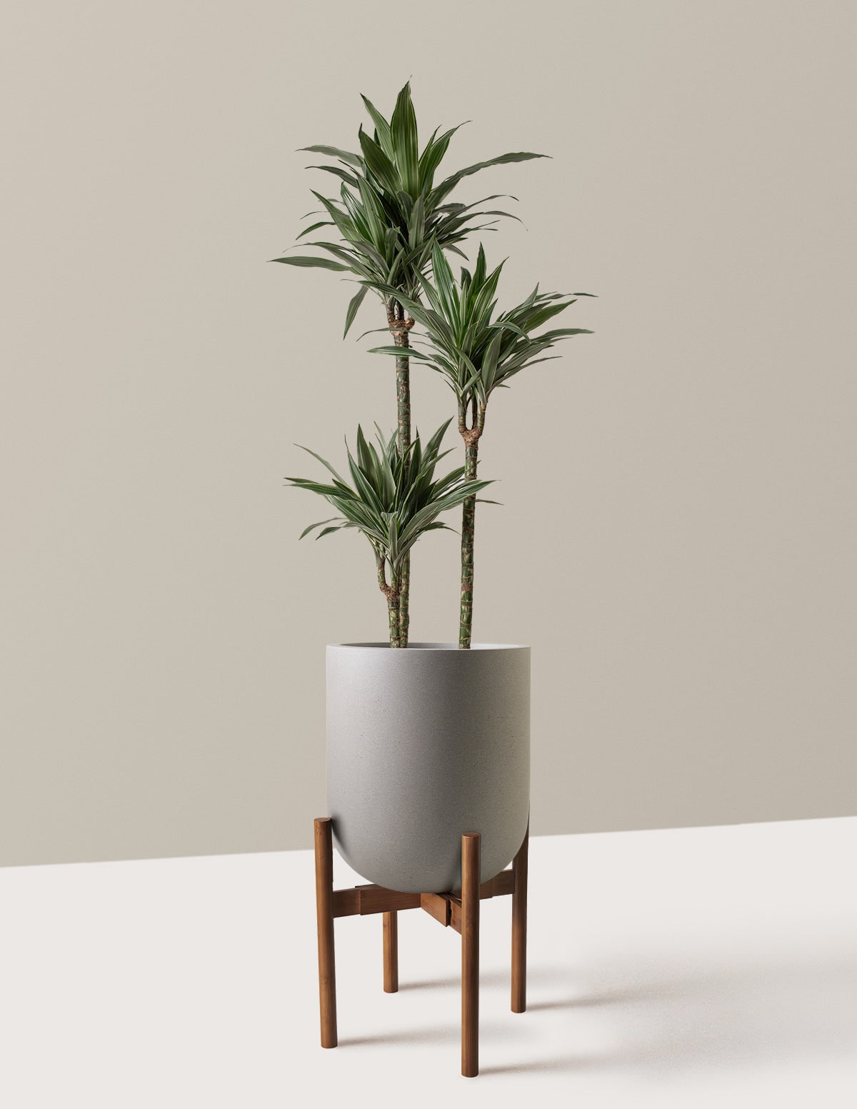 Large Dracaena Warneckii - Cement Grey Pallas Resin with Dark Bamboo ...