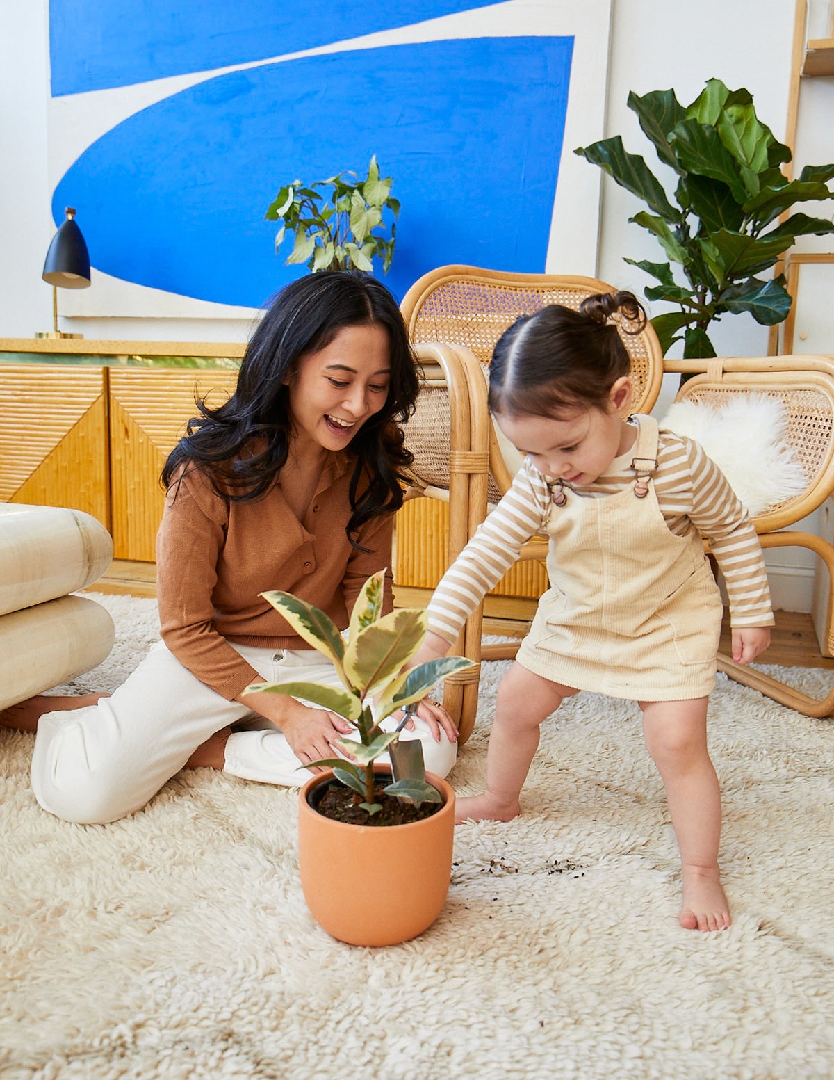 The Sill Ficus Tineke Bush - Almond Isabella Porcelain House plant in 6 ...