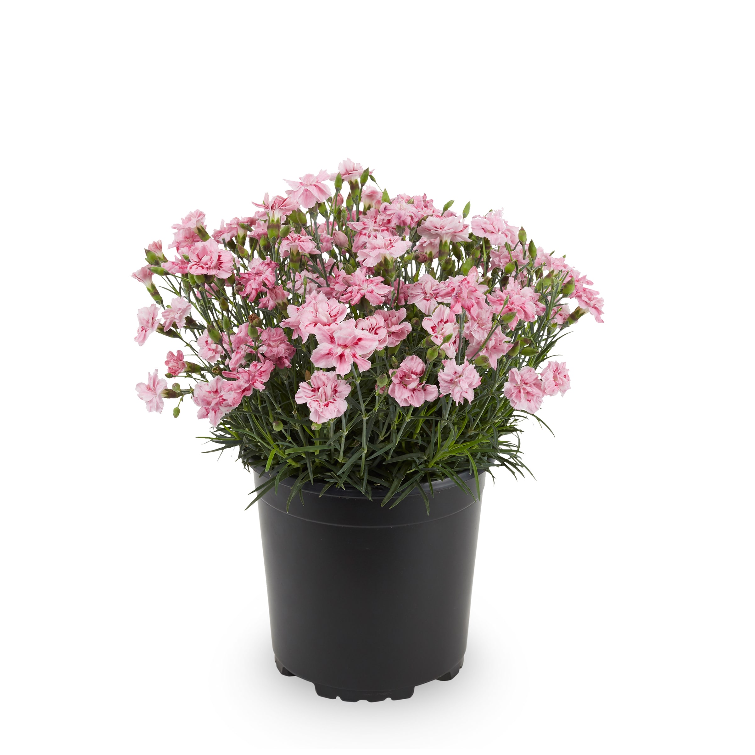 Lowe's 50082 annuals - View #3
