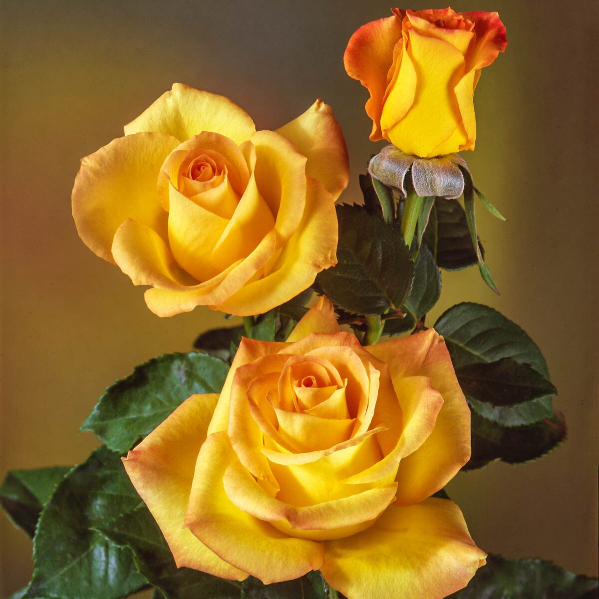 Spring Hill Nurseries 88408 roses - View #2