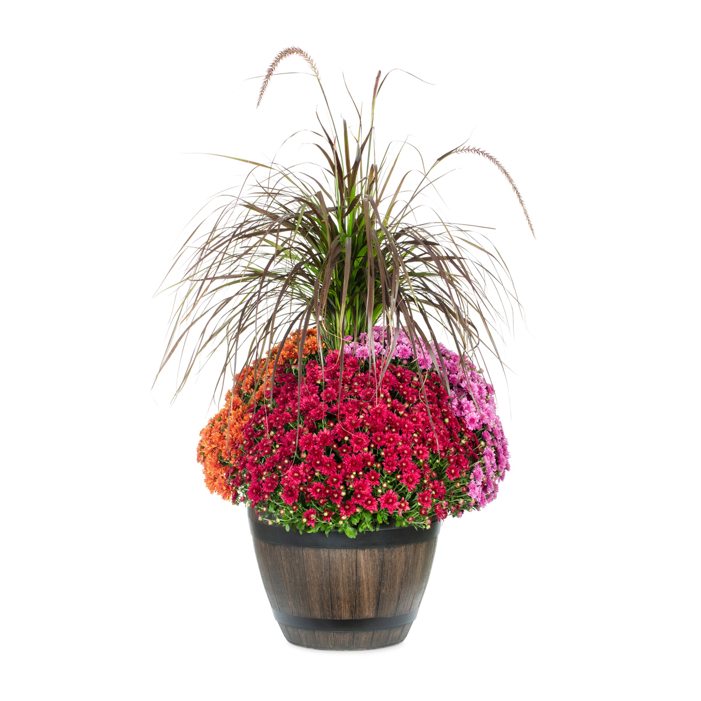 Lowe's 2502610 Multicolor Mum in 5 Gallon(s) Planter 1 -Pack