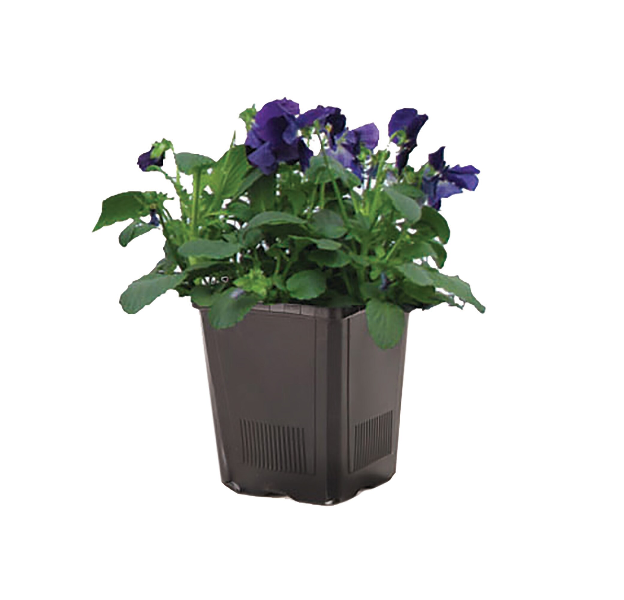 Lowe's Multicolor Pansy in 2.5-Quart Pot in the Annuals department