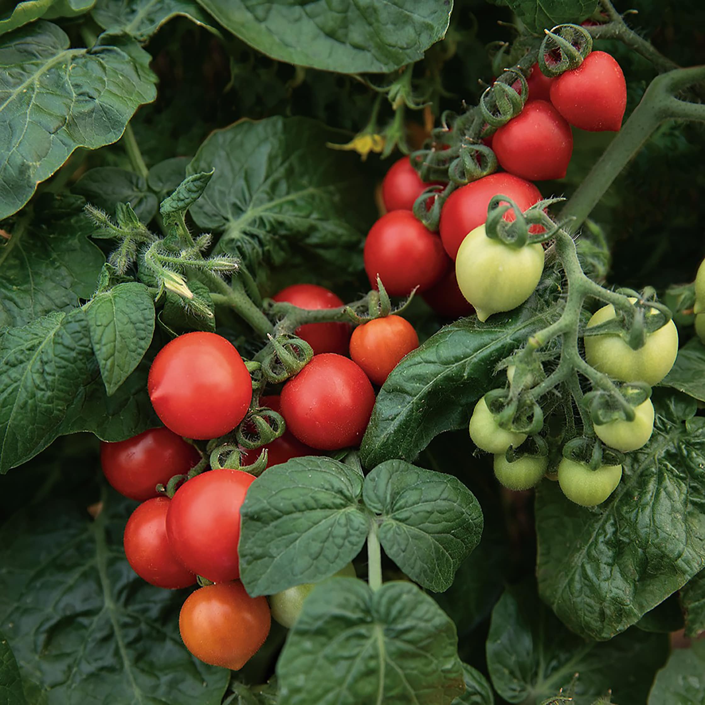 Proven Winners VEGTOM1207504 4.0 -Pack Tempting Tomatoes 'Goodhearted' Plant in Pot