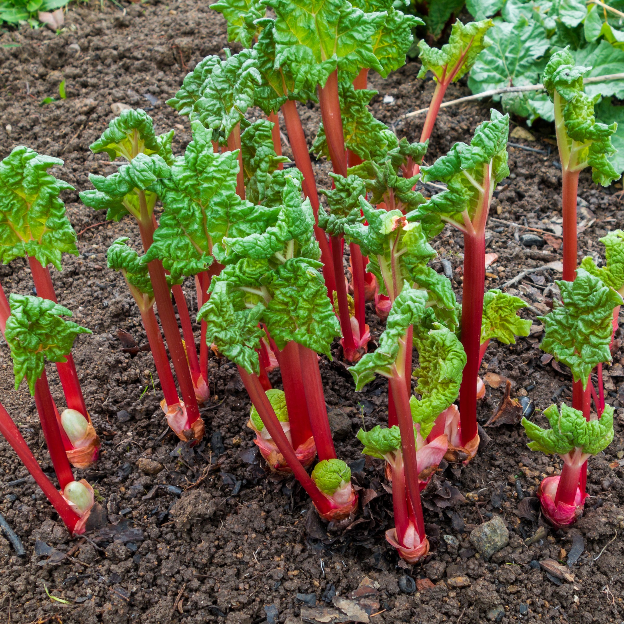 National Plant Network LW1947 3 -Pack Rhubarb Victoria Plant in Bareroot