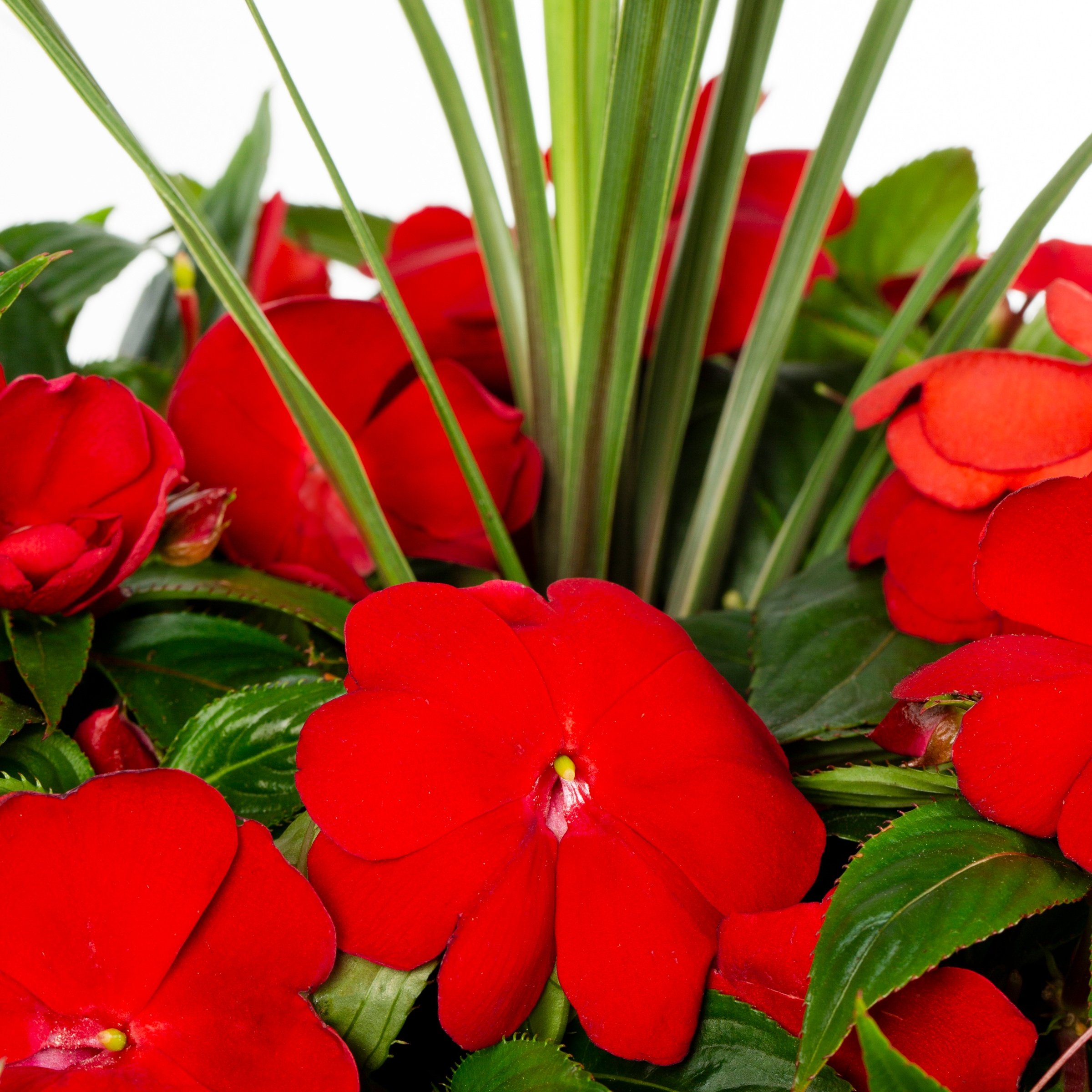Lowe's 53038 annuals - View #6