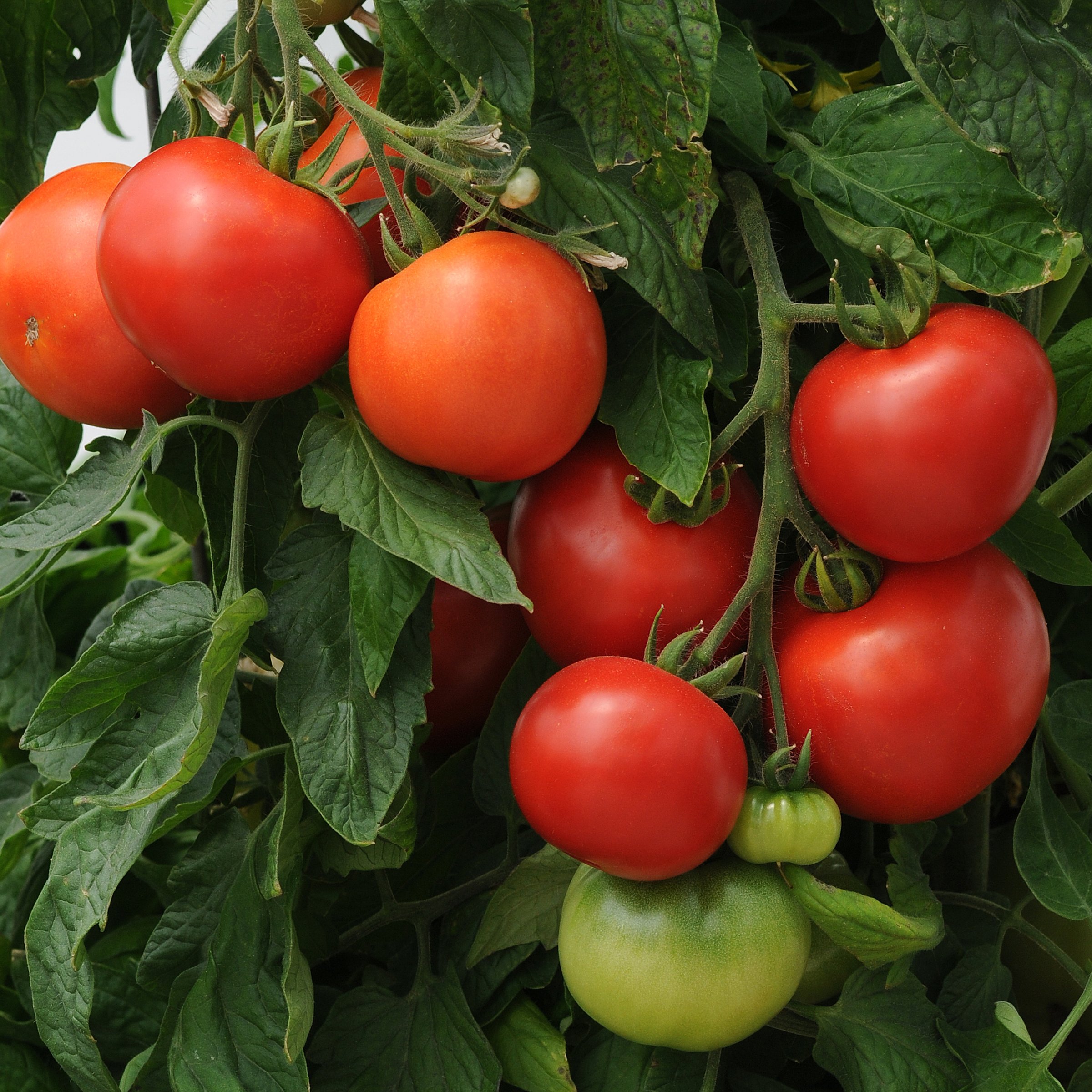 National Plant Network LW2175 Vegetable-Plants - View #7