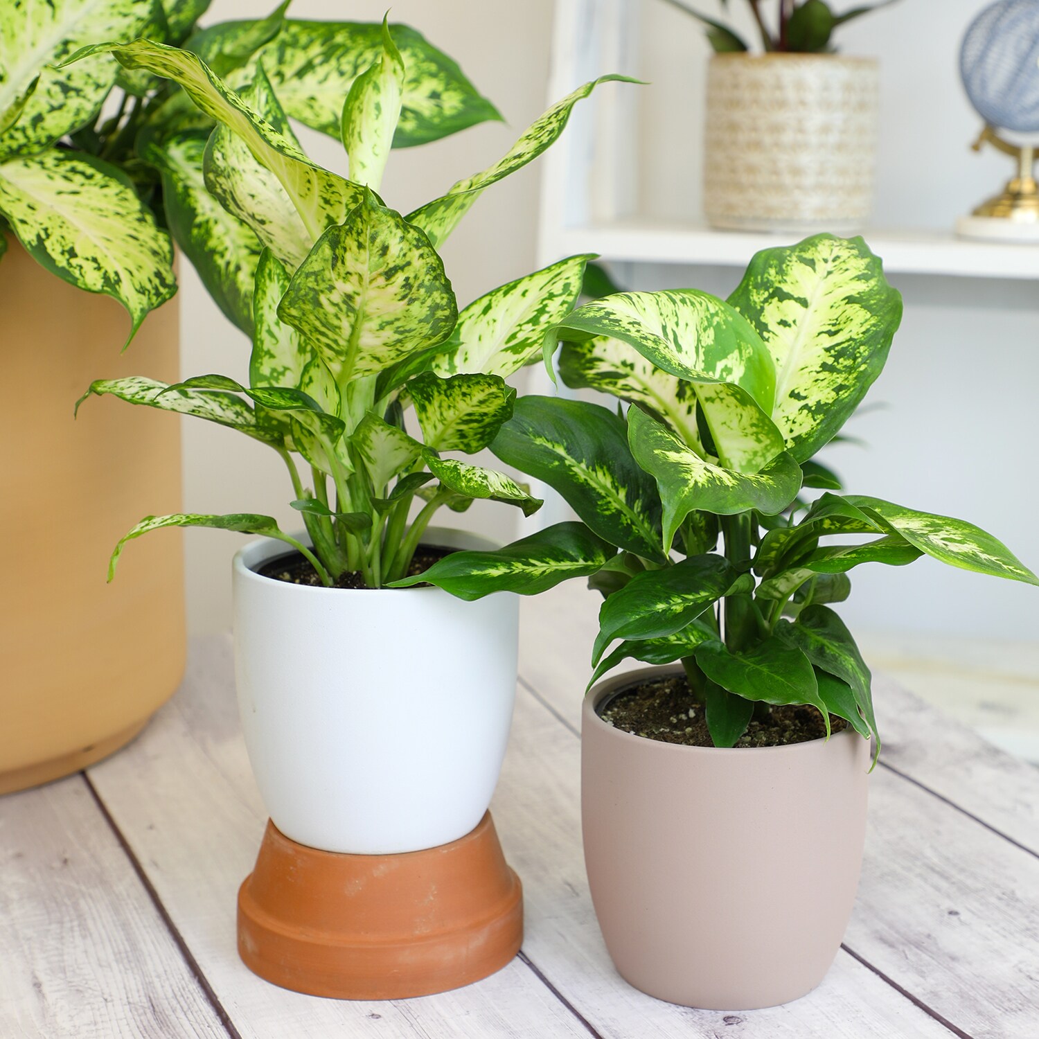Altman Plants 0872697 hseplants - View #3