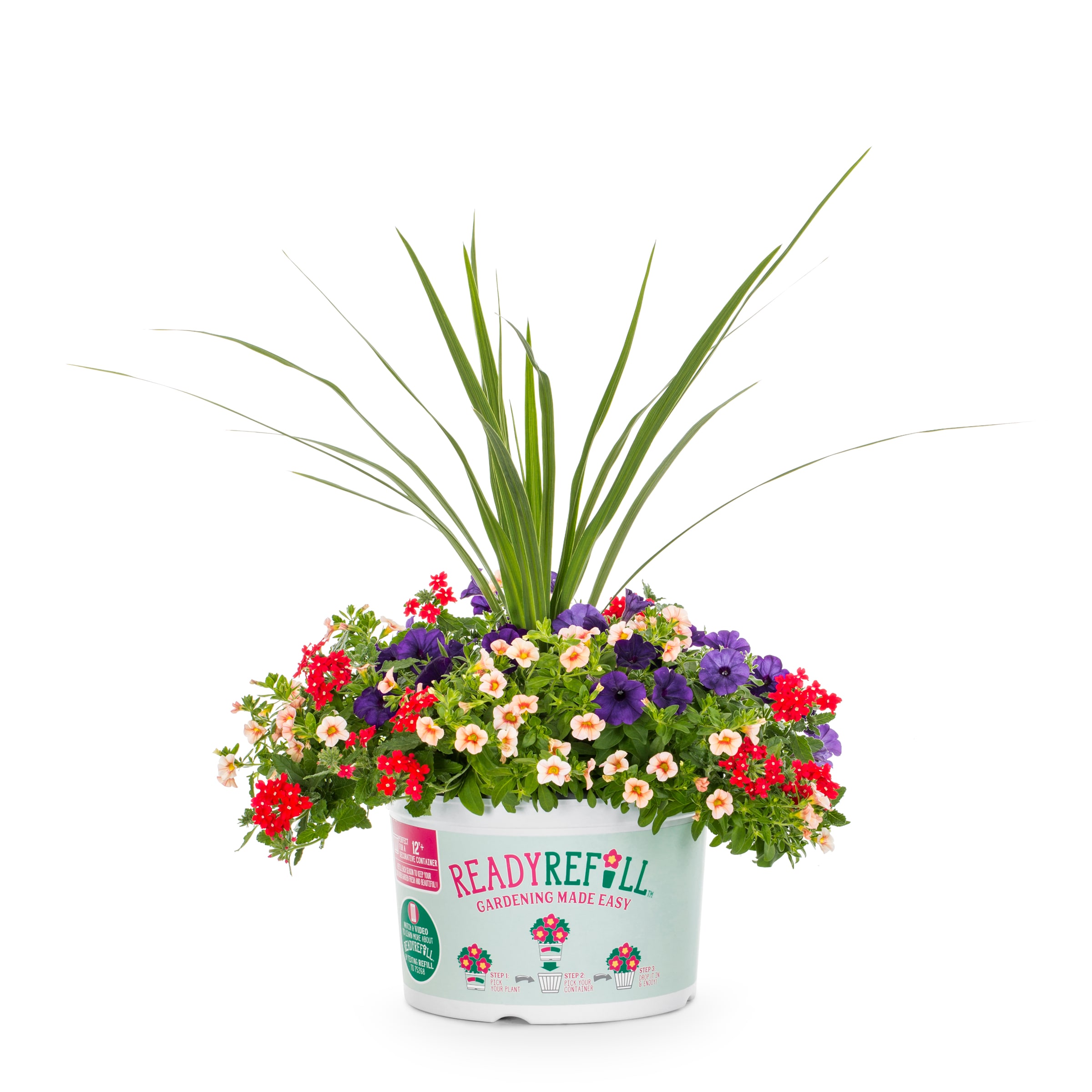 Ready Refill NURSERY Multicolor Jazz Berry Jam in Gallon(s) Pot