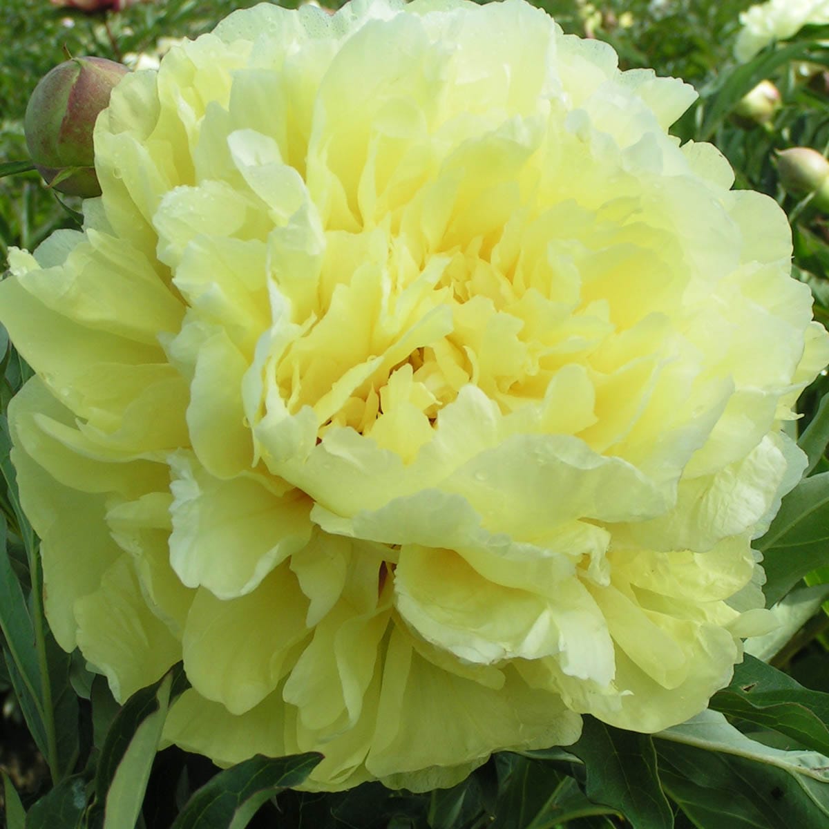 Duchesse de Lorraine Itoh Peony Plants, Bulbs & Seeds at Lowes.com