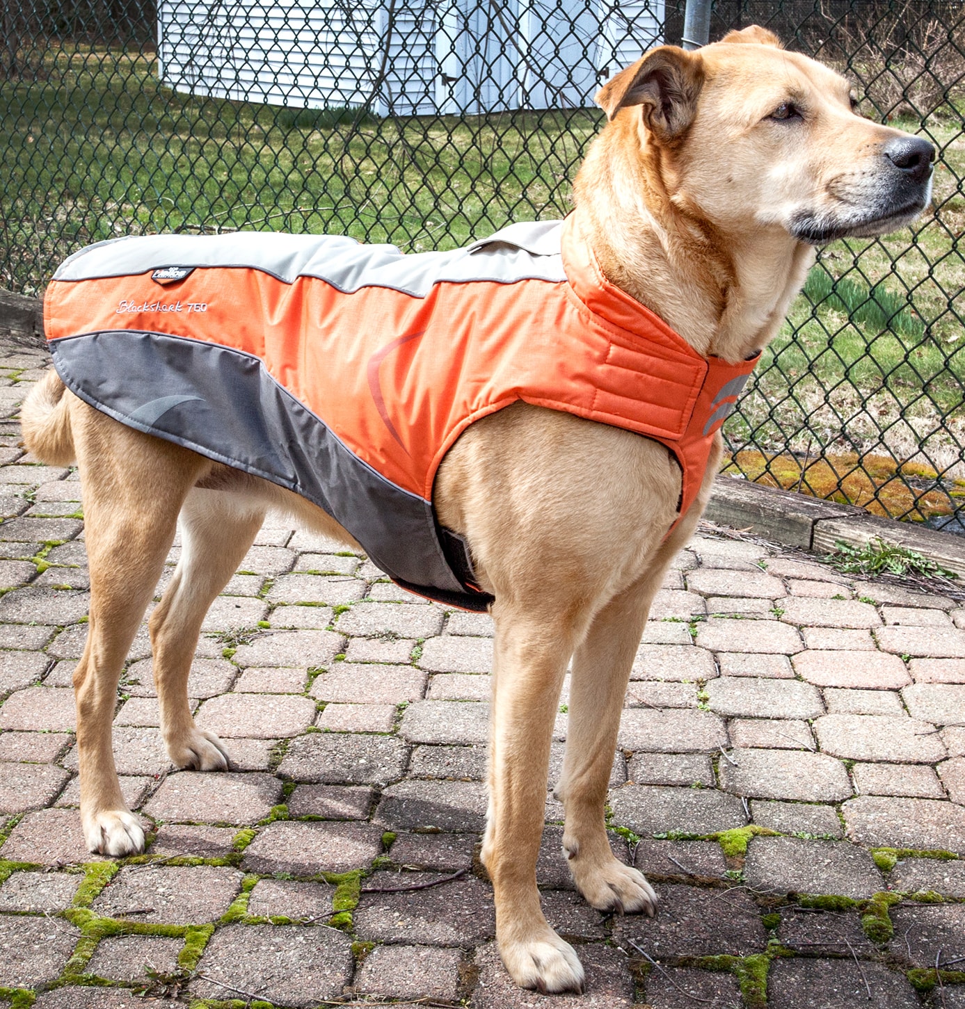 dog helios altitude mountaineer dog coat