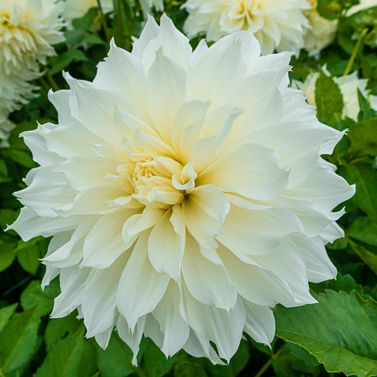 Fleurel Dinner Plate Dahlia Dormant Flowering Bare Root Plant Bulbs at ...