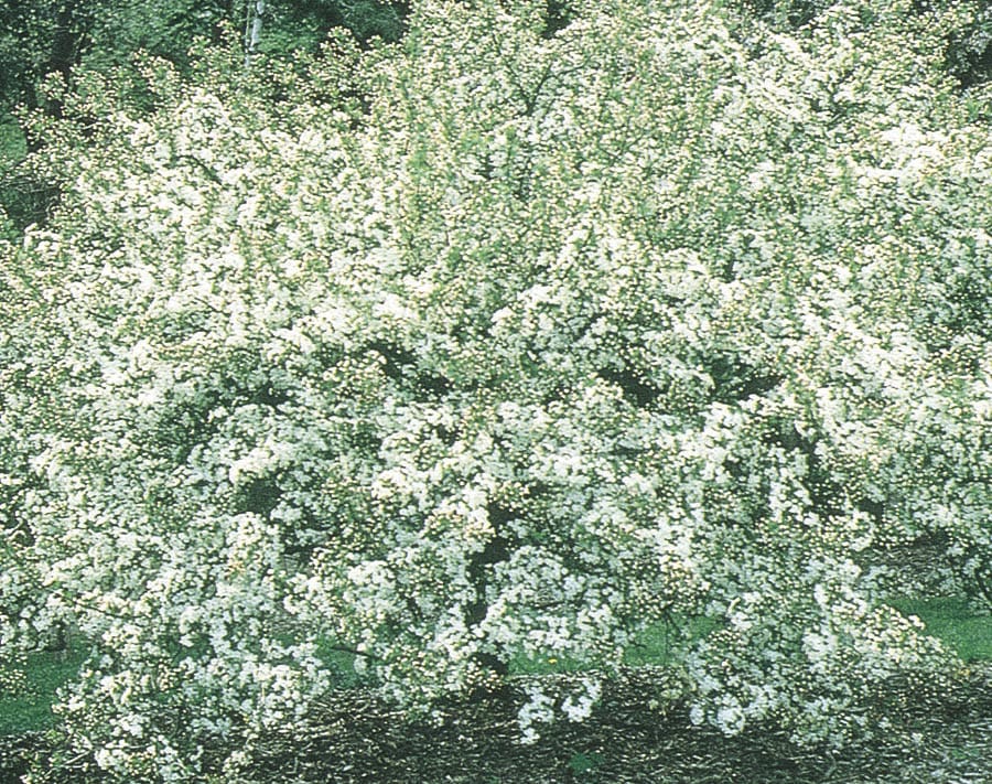  NURSERY 9.55-Gallon White Flowering Tree Sargent Crabapple In Pot (With Soil)