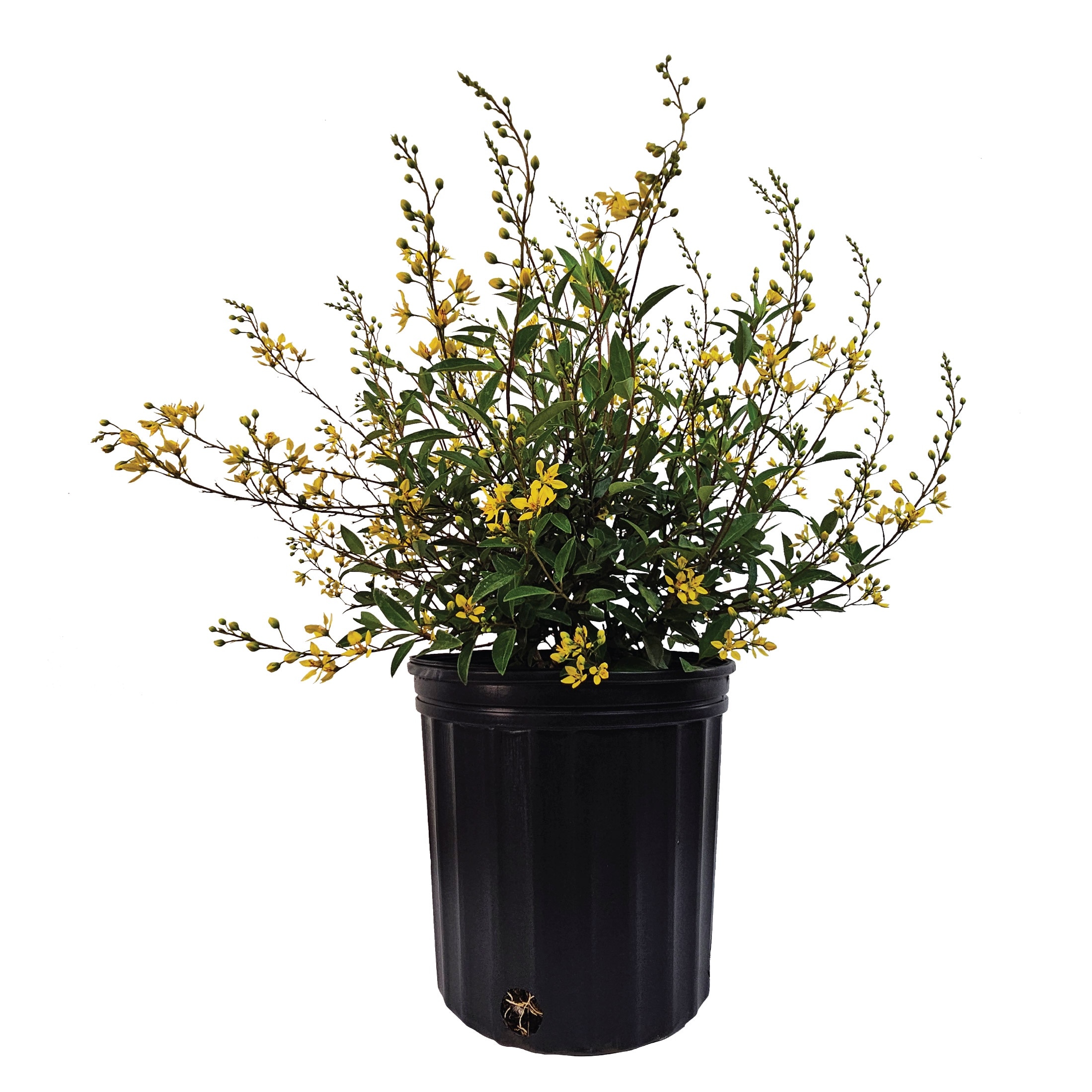 Nature's Way Farms 1 -Gallon Thryallis Flowering Shrub with Yellow Blooms 1 -Pack