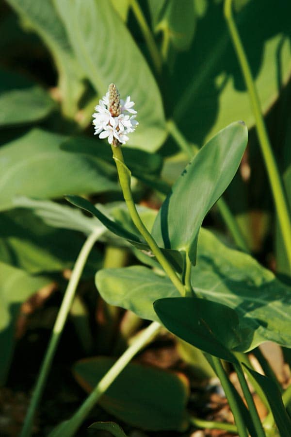 Lowe's 11495P Blue Pickerel Weed Bulbs