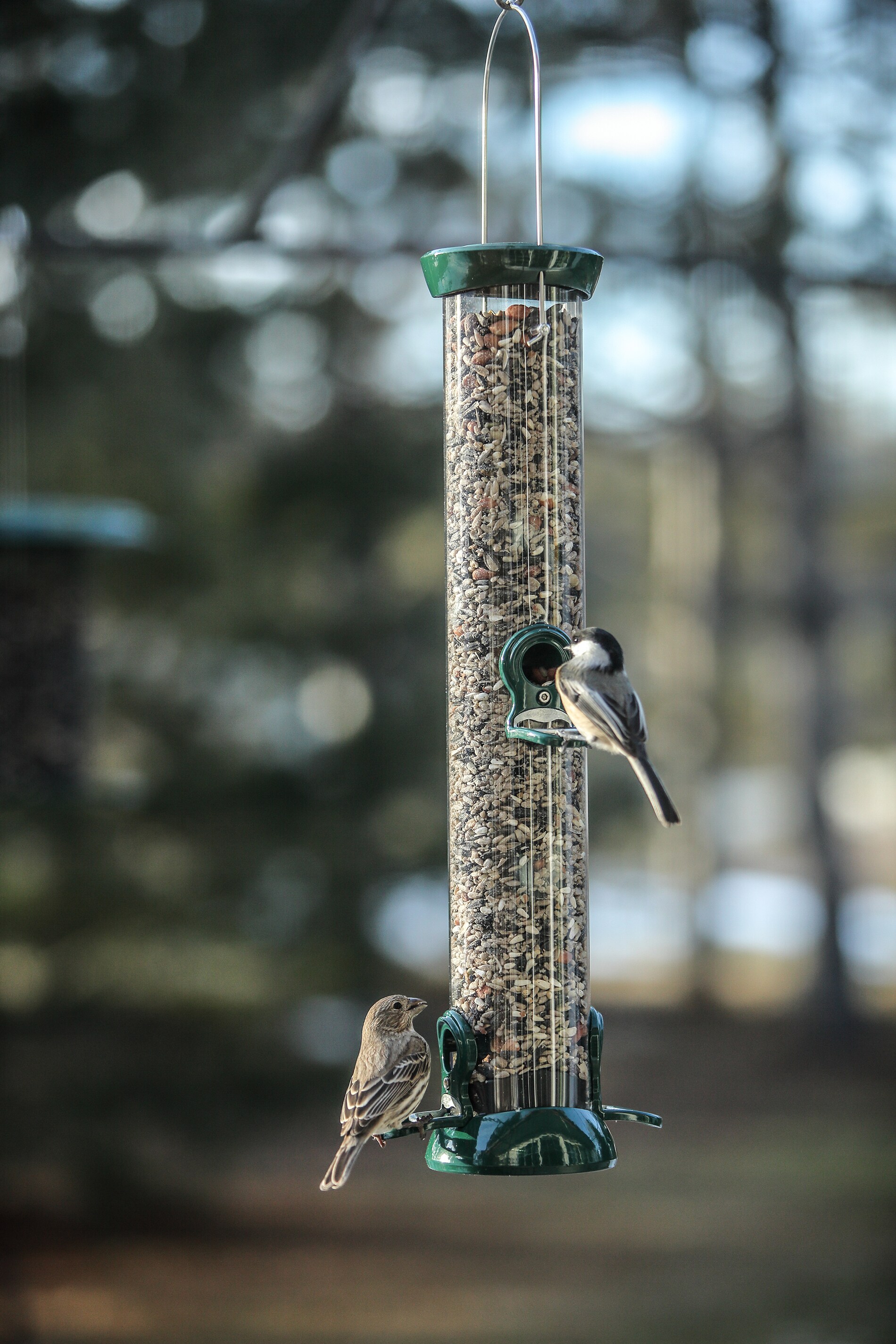 BIRDS CHOICE BC-CC18 Bird-Feeders - View #3