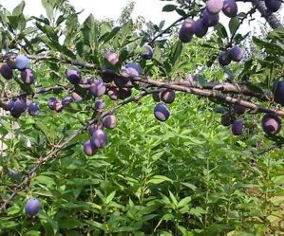 Southern Living PLUSTA05GSL 1 Count White Fruit Stanley Plum In pot (with soil)