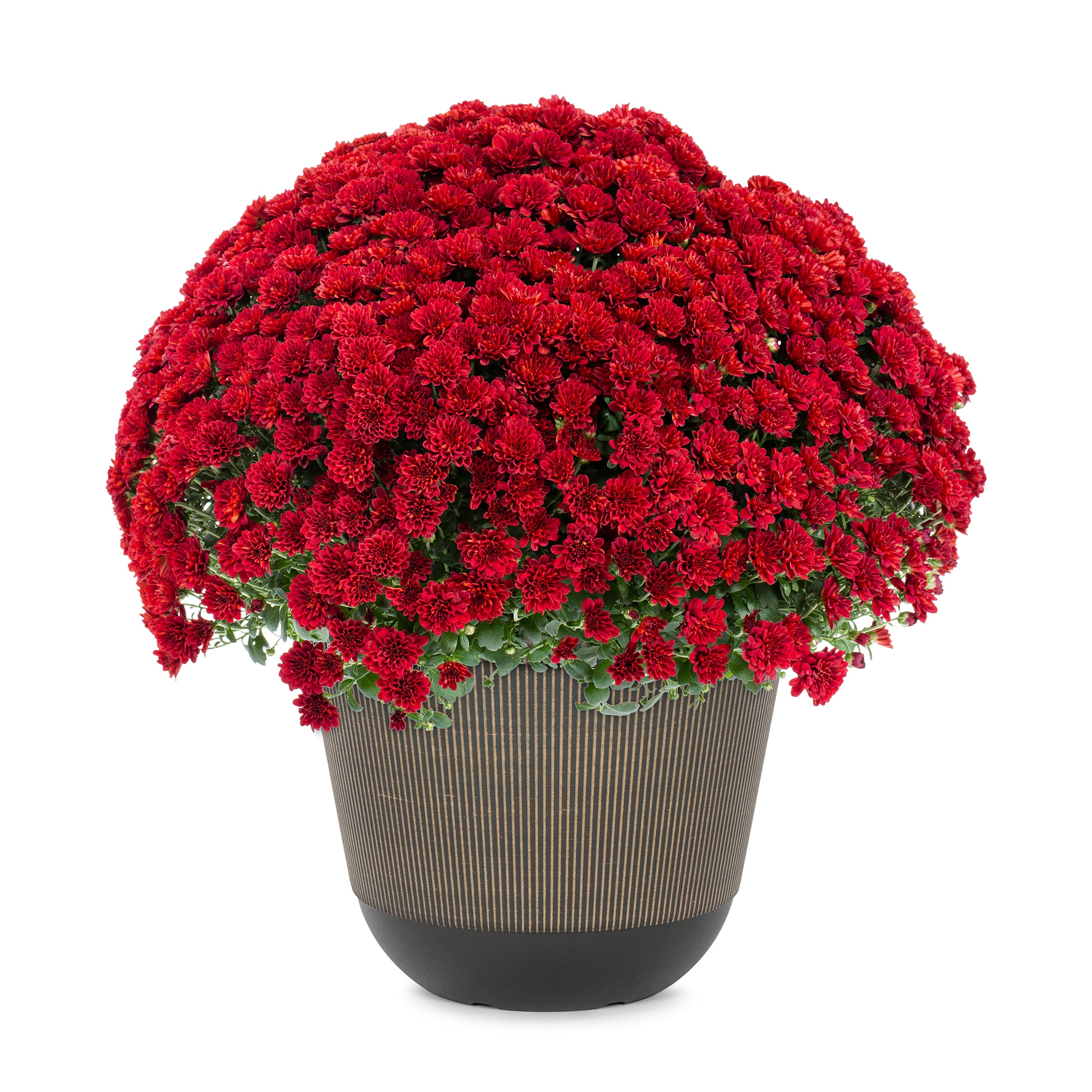Lowe's NURSERY Red Mum in 2.5-Gallon Planter
