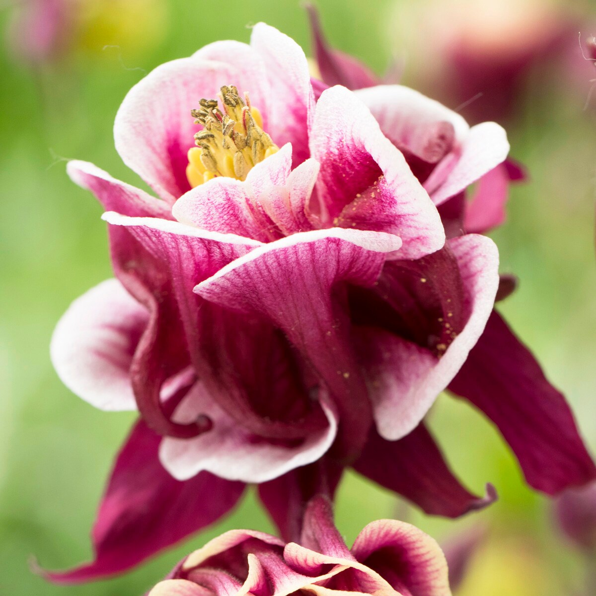 Van Zyverden Multicolor Aquilegia Columbine Winky Double Red And White ...