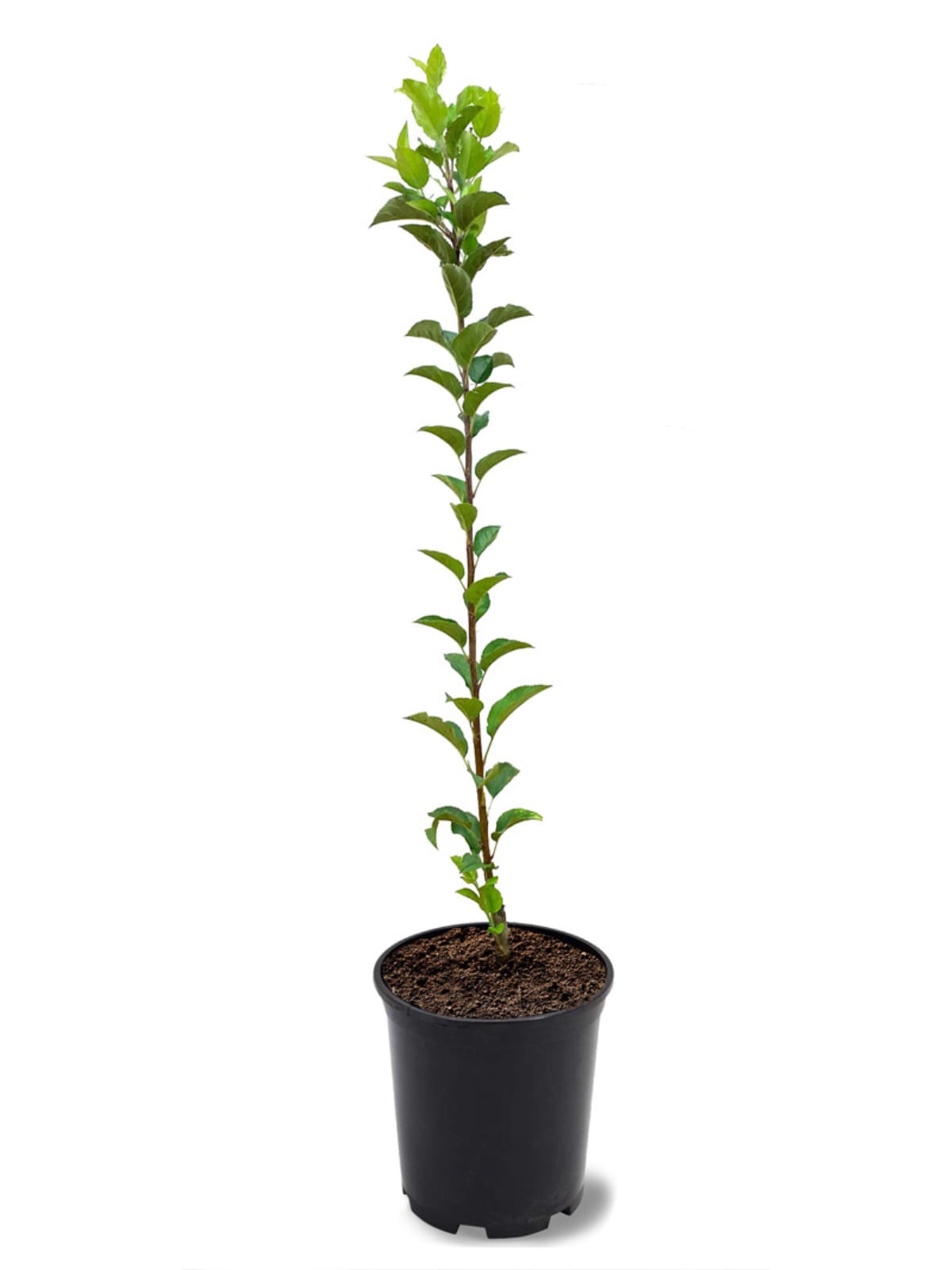 Southern Planters APPCAN01G 1 -Gallon White Fruit Candy Crisp Apple In pot (with soil)