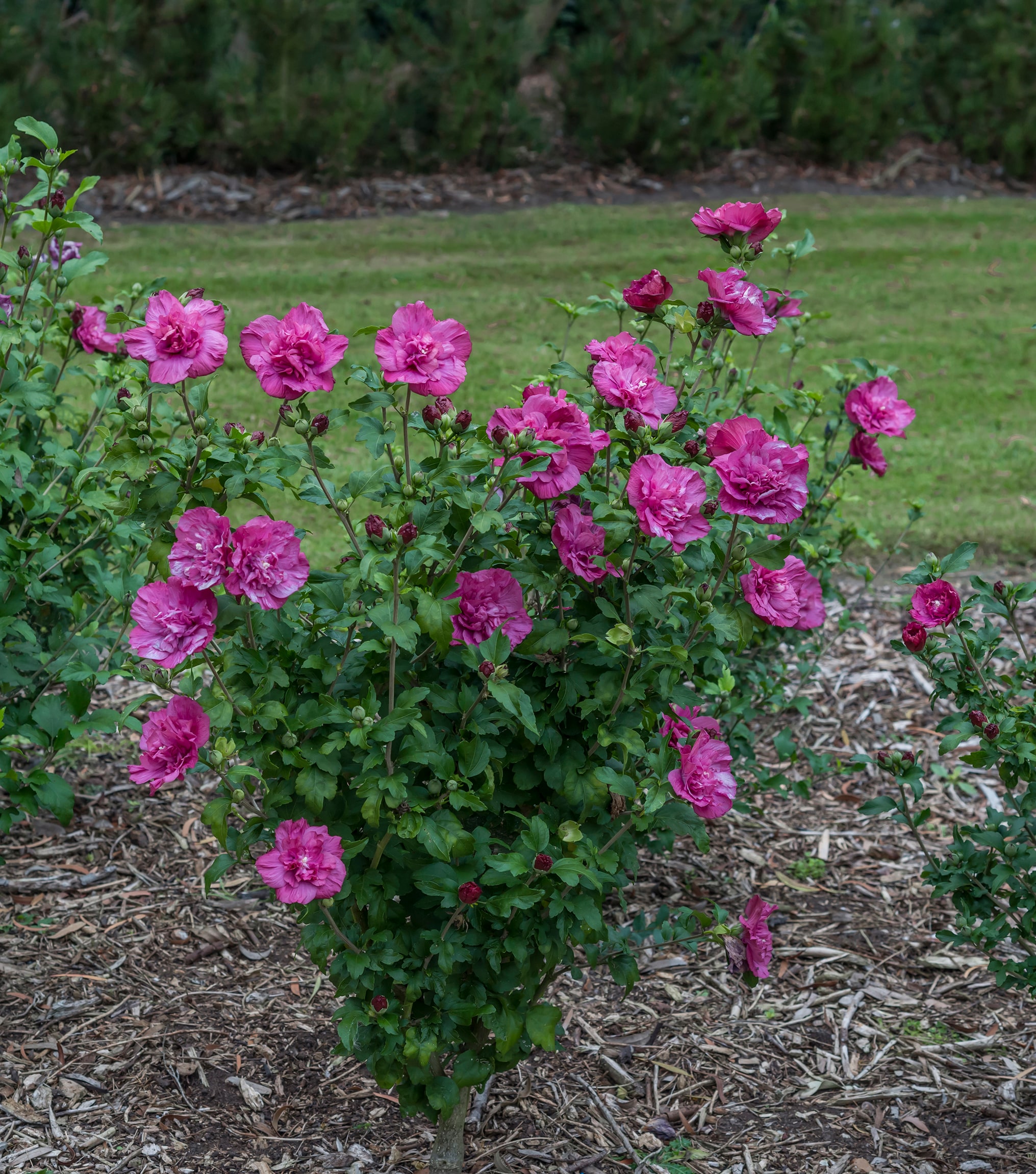 Proven Winners HIBPRC2146101 shrubs - View #4