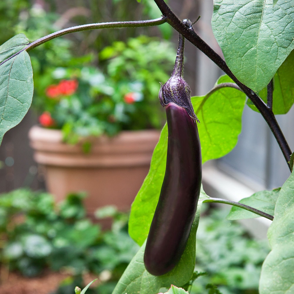 Roasted Eggplant with Herbed Labneh – Bonnie Plants