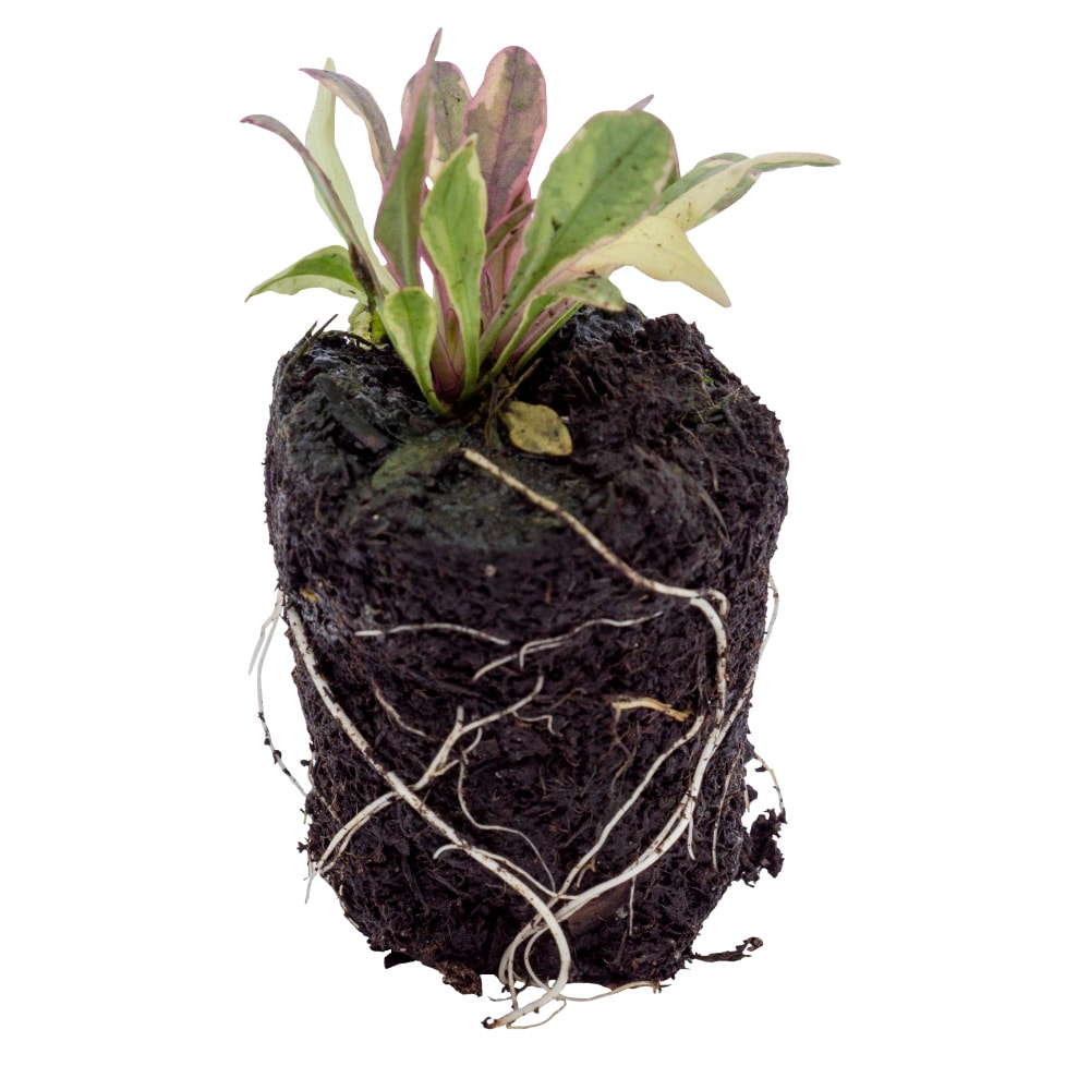 Spring Hill Nurseries 68222 Ground-Cover - View #3