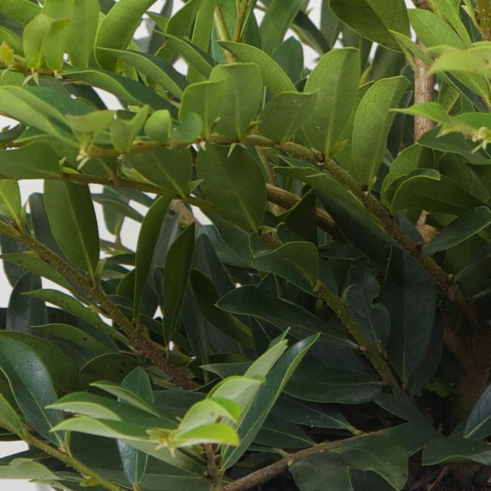 First Editions 13613-1 shrubs - View #7