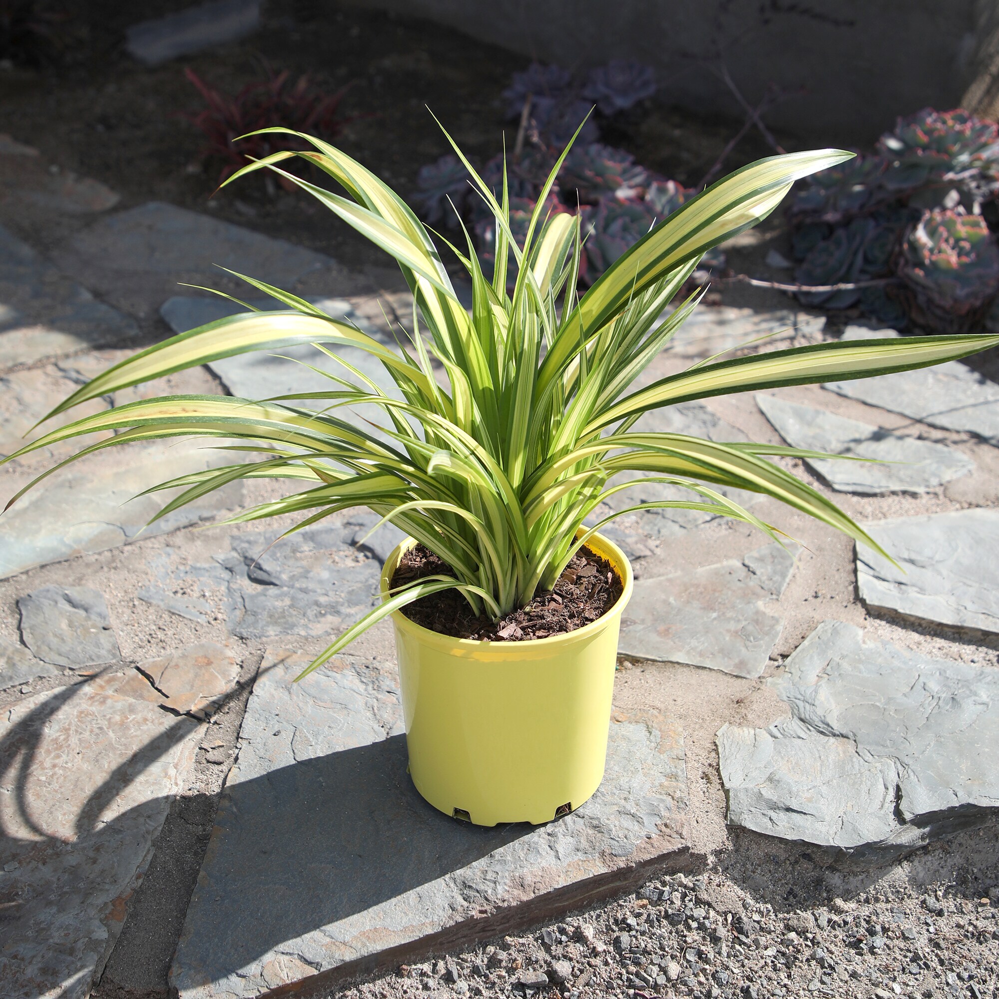 Altman Plants 0873131 perennials - View #4