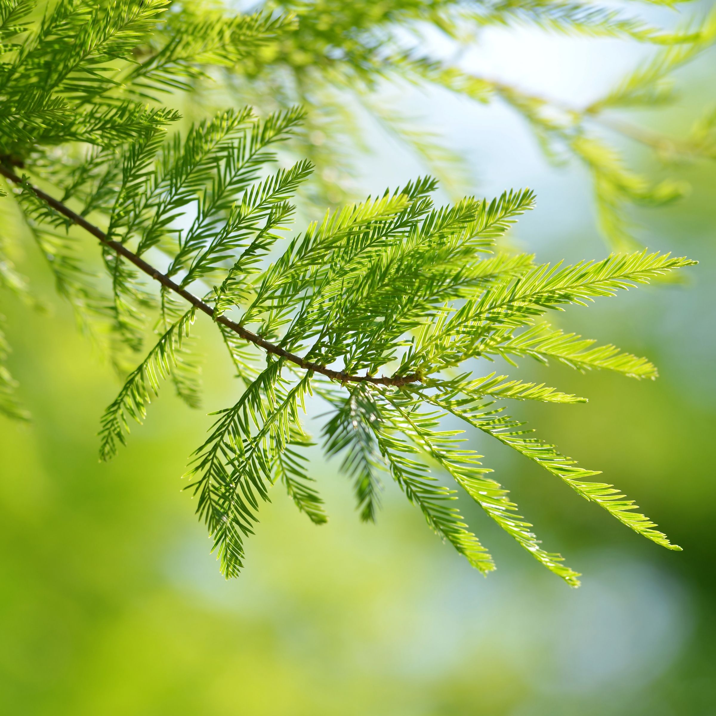 National Plant Network White Screening Bald Cypress In Pot (With Soil ...