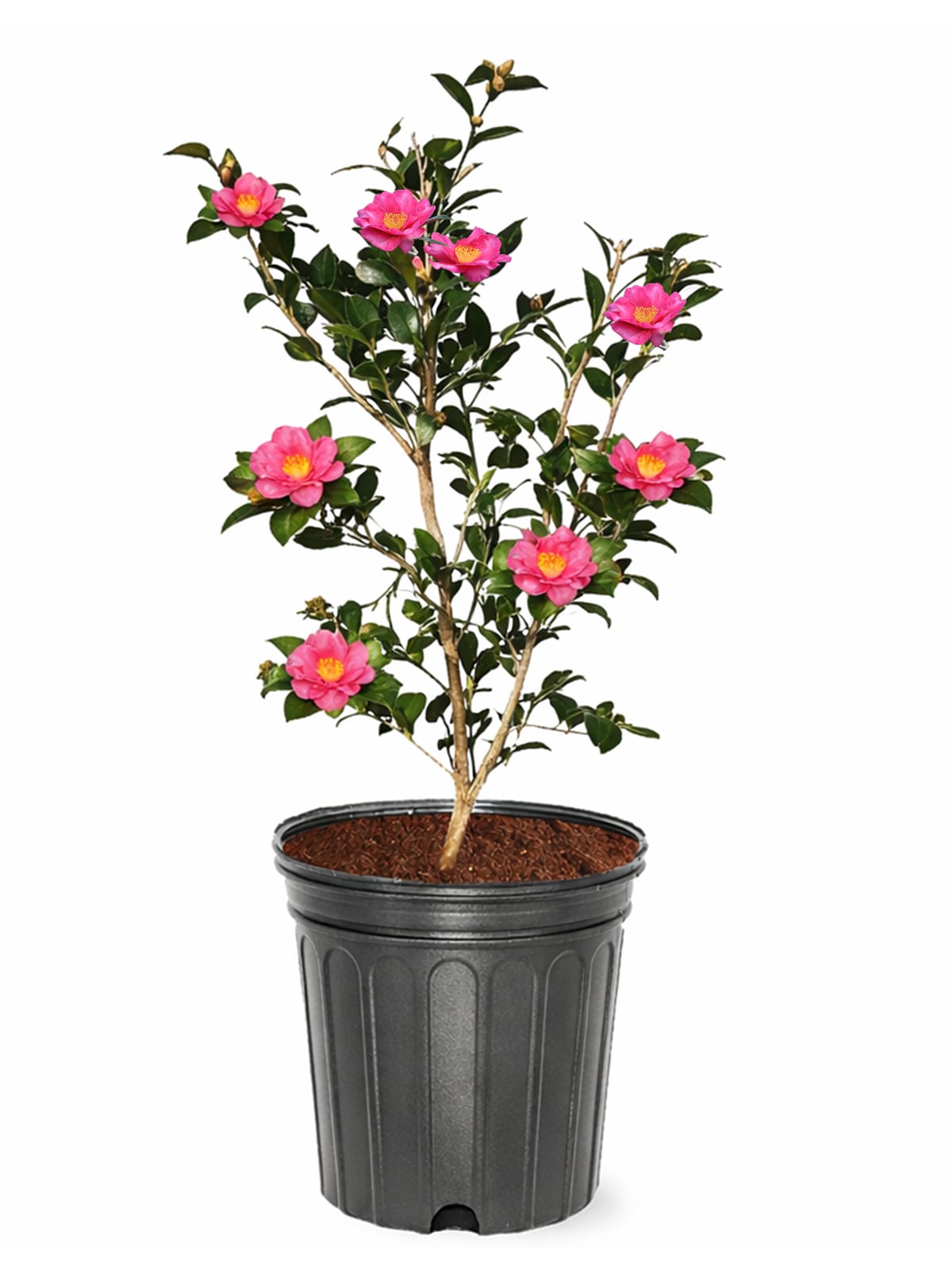 Southern Planters 3 -Gallon Professor Sargent Camellia Flowering