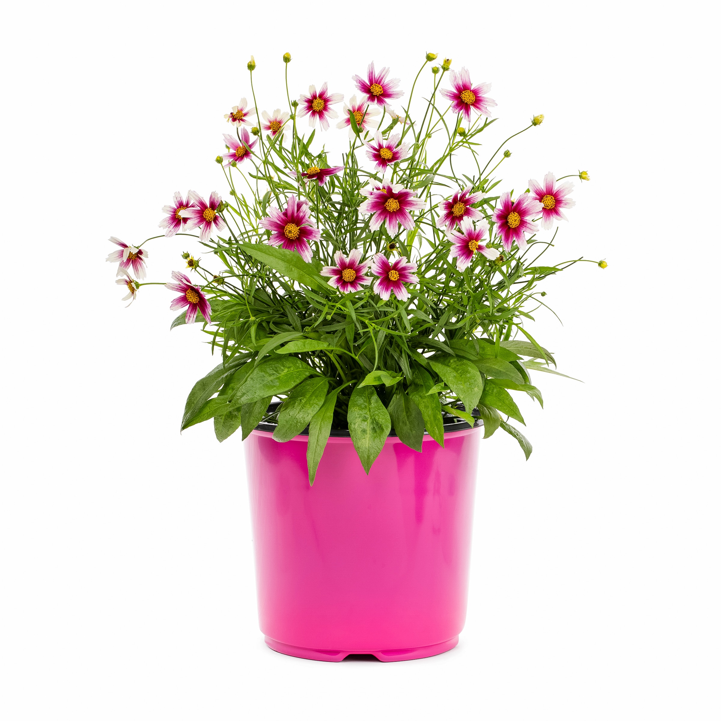 Lowe's 418170 perennials - View #3