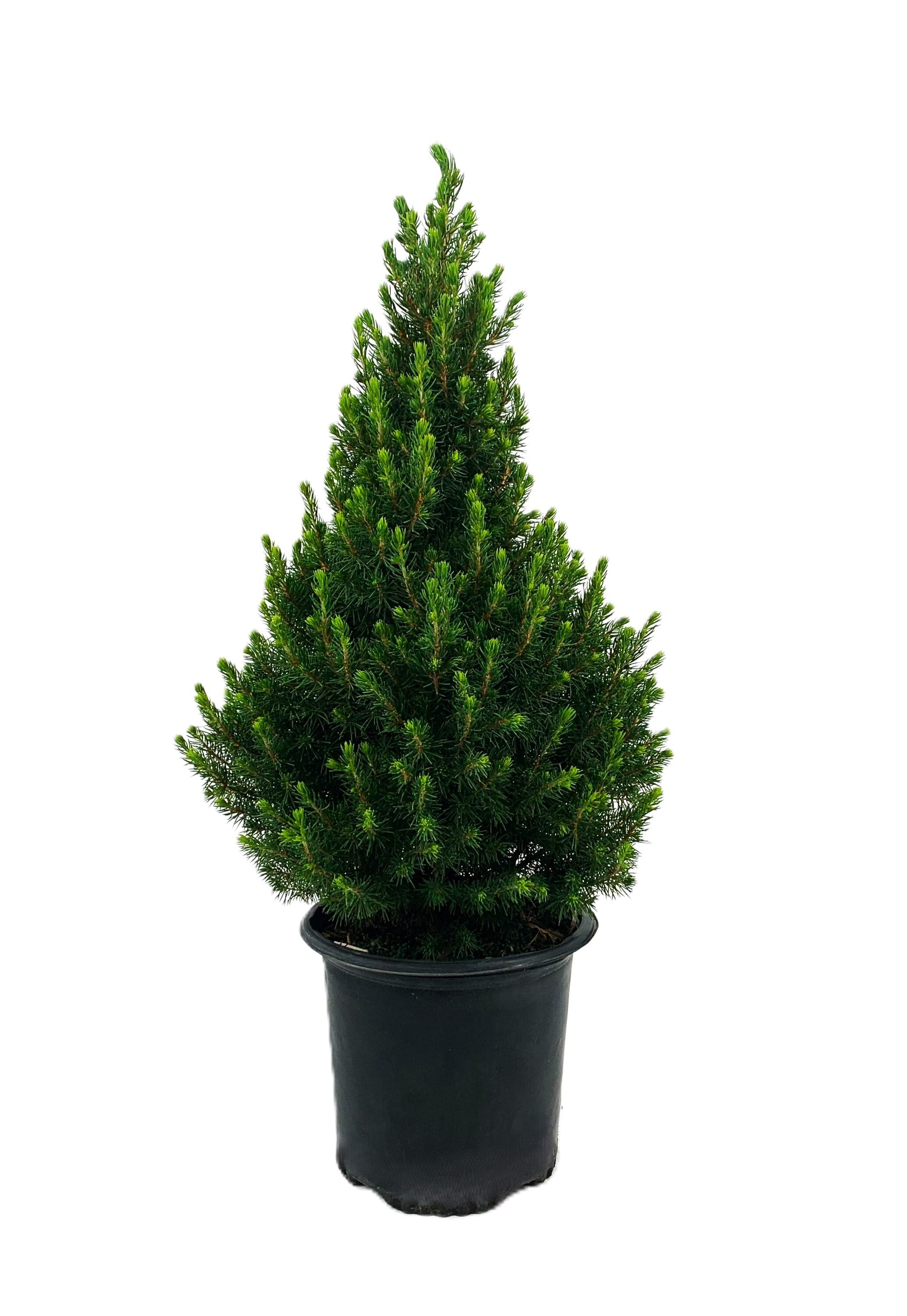 Dwarf Alberta Spruce Foundation/Hedge Shrub in 1.5-Gallon Pot O585002 ...