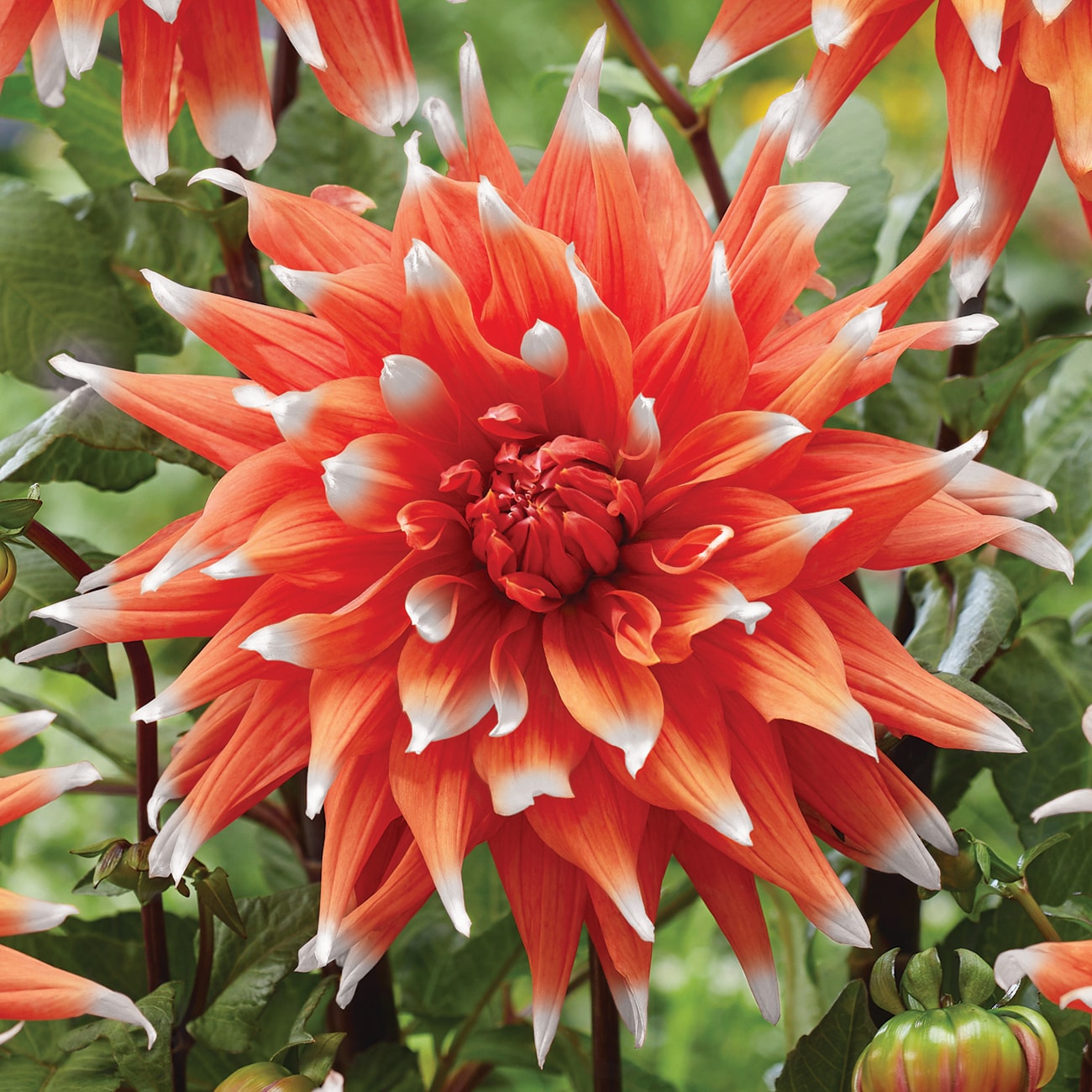 Van Zyverden 84123 Plant-Bulbs - View #2