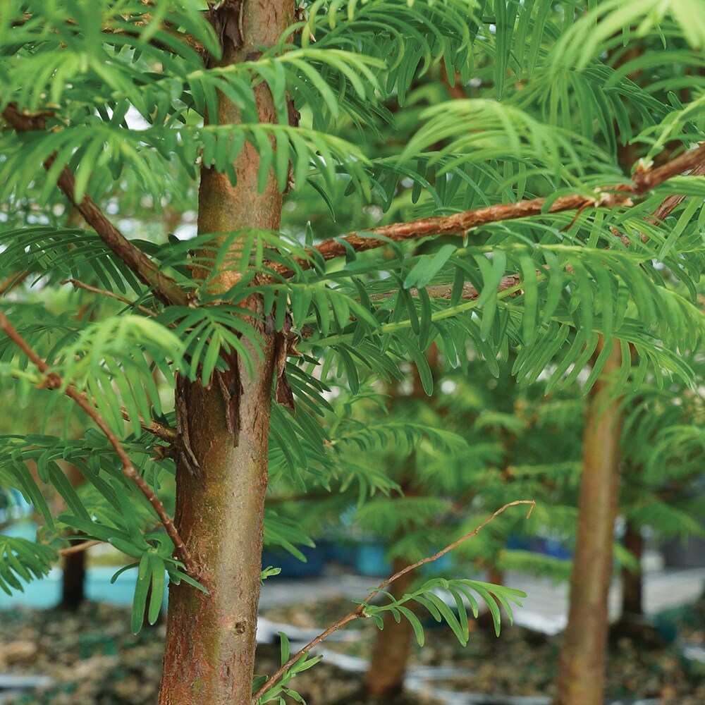 Brussel's Bonsai DT8006DR hseplants - View #3