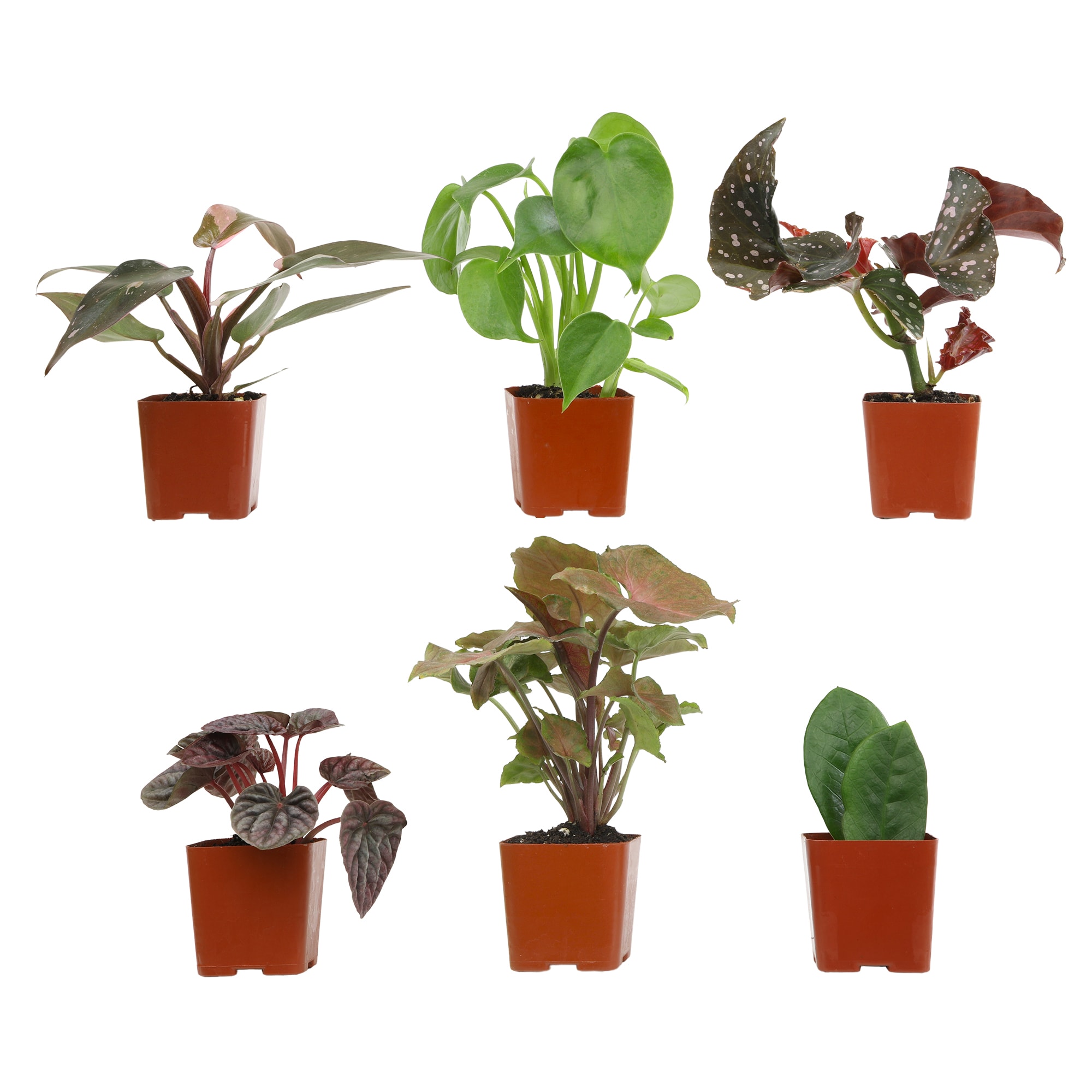 Altman Plants 0873040 hseplants - View #10
