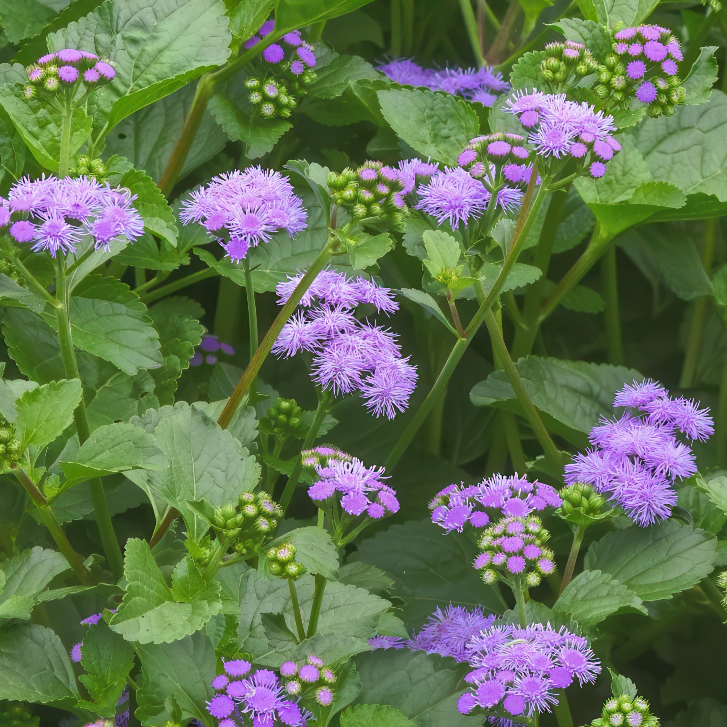 National Plant Network LW1953 perennials - View #4