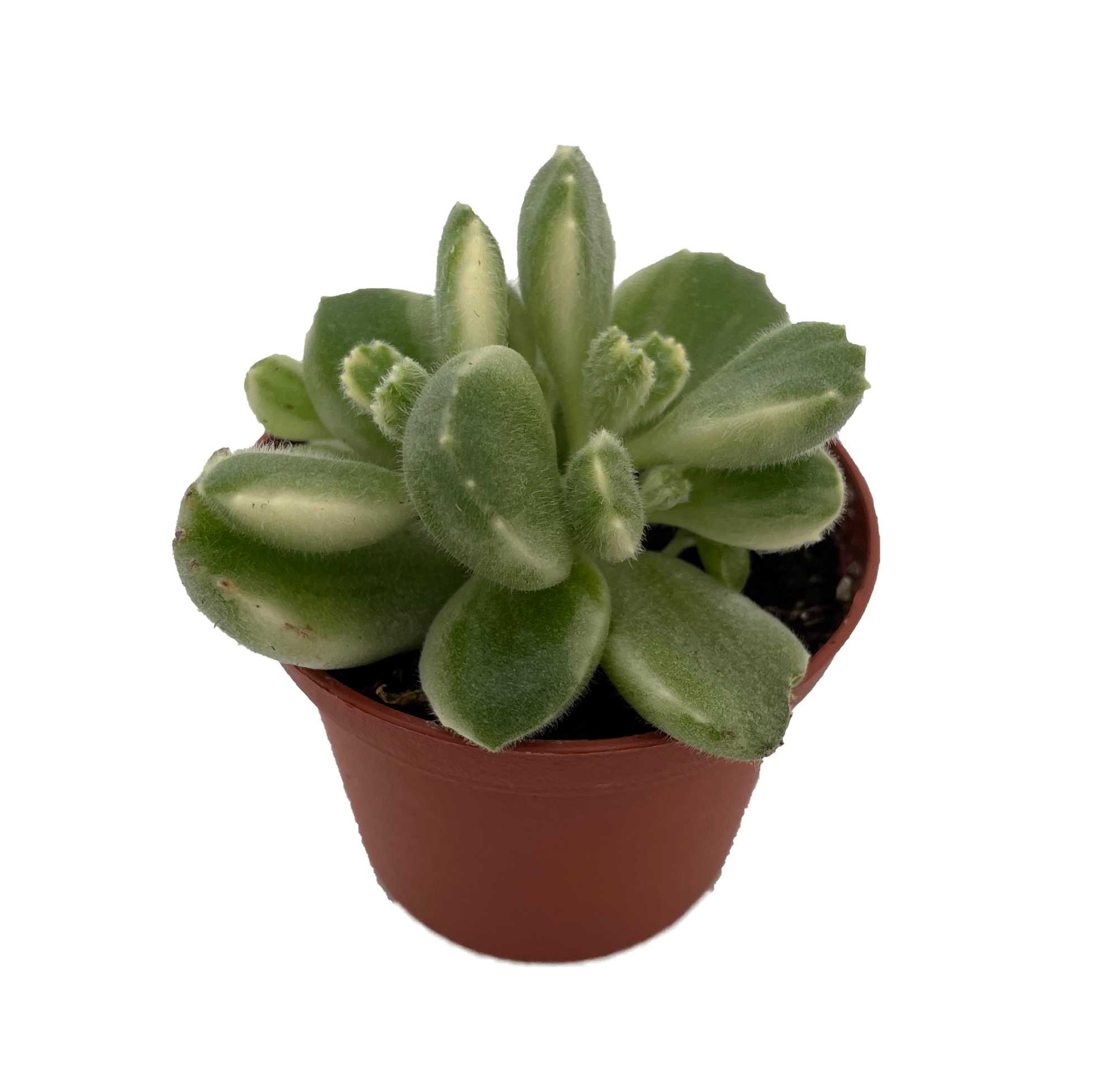 healing succulant plants 4 Aloe Vera  Healing Succulent for Sunny Spaces
