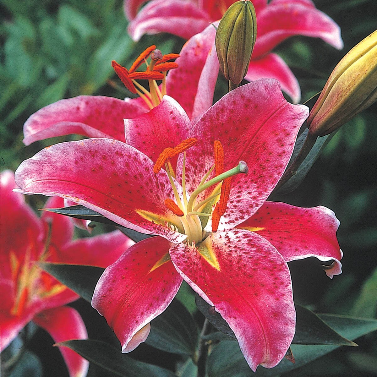 Breck's Multicolor Star Gazer Oriental Lily Bulbs Bagged 10-Pack in the ...