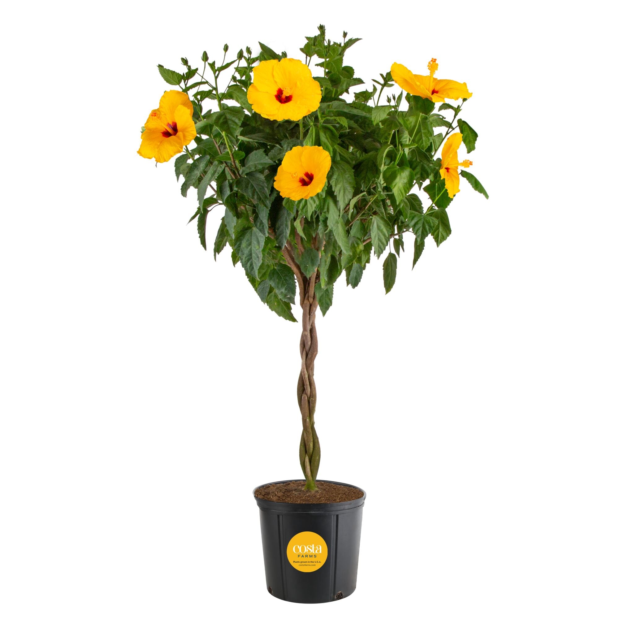 Costa Farms - 2 -Gallon Braided Hibiscus Flowering Shrub 1 -Pack